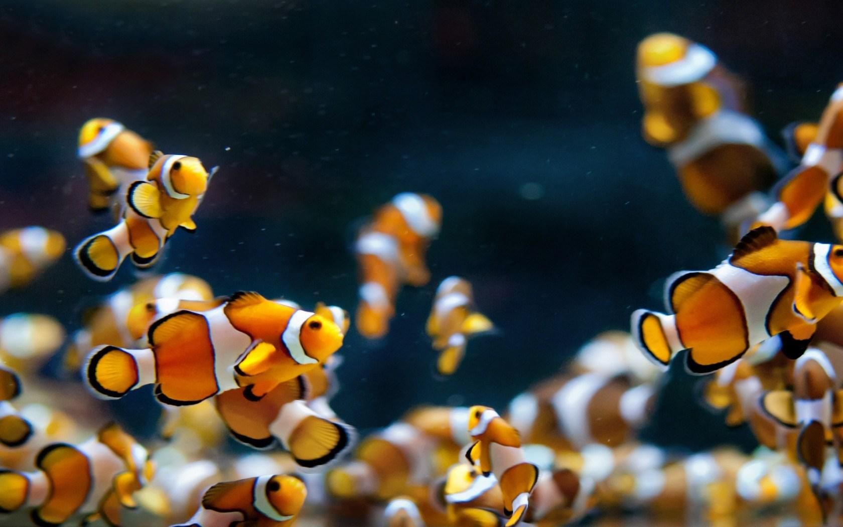 Awww, Bunches Of Nemo Fish - Aquarium Fish Wallpaper Hd , HD Wallpaper & Backgrounds