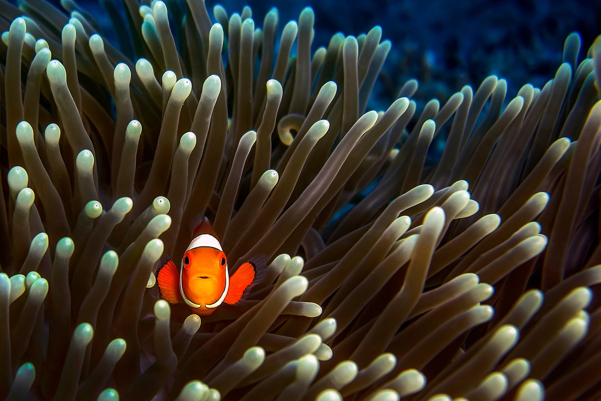Nemo Illustration, Animals, Fish, Clownfish, Sea Anemones - Ikan Badut , HD Wallpaper & Backgrounds