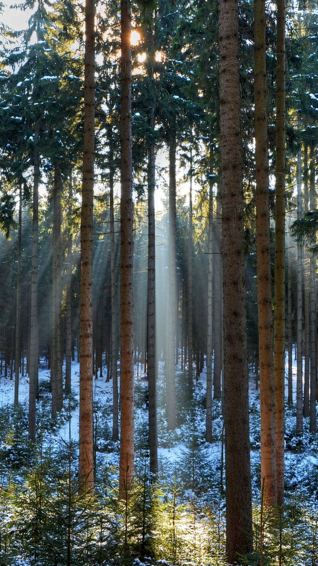 5k, 4k Wallpaper, Wood, Sunlight, Sunrise - 8k Wallpaper For Mobile , HD Wallpaper & Backgrounds