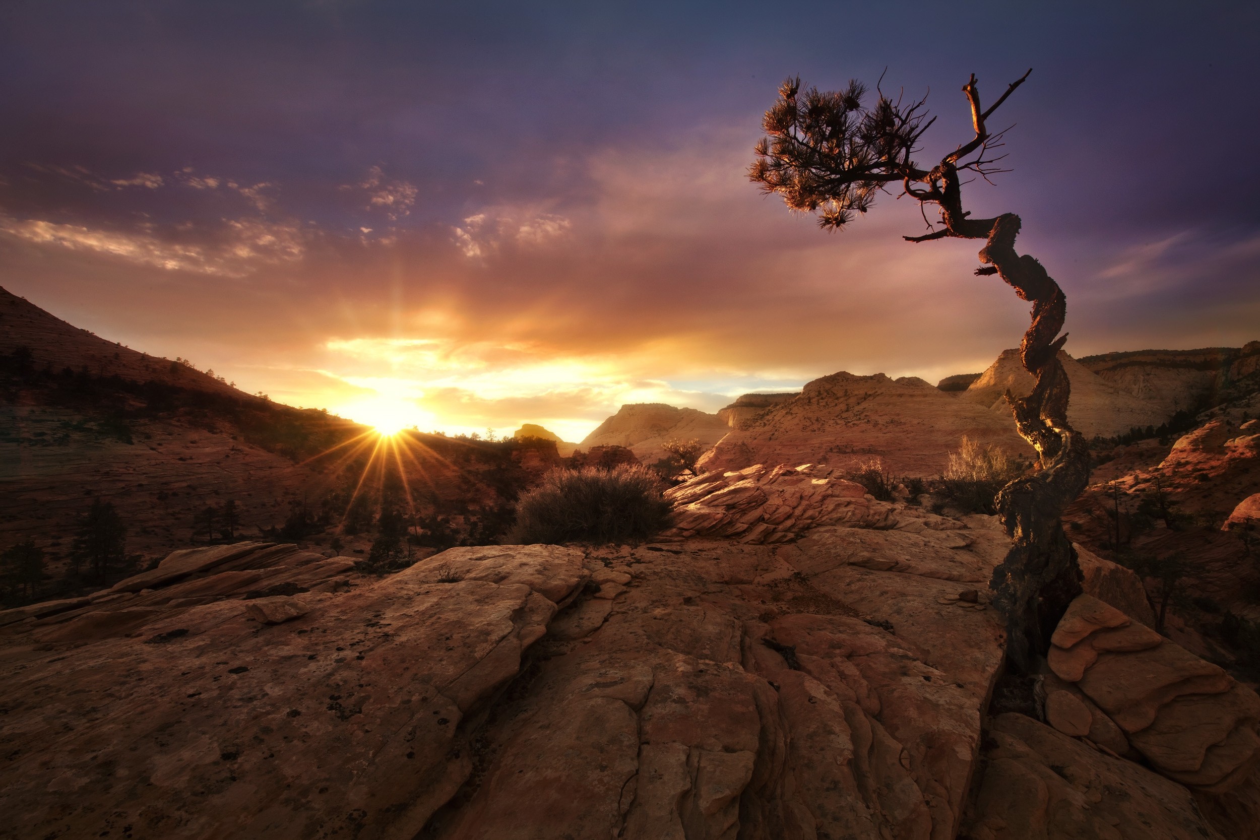 Zion National Park Wallpaper Trees , HD Wallpaper & Backgrounds