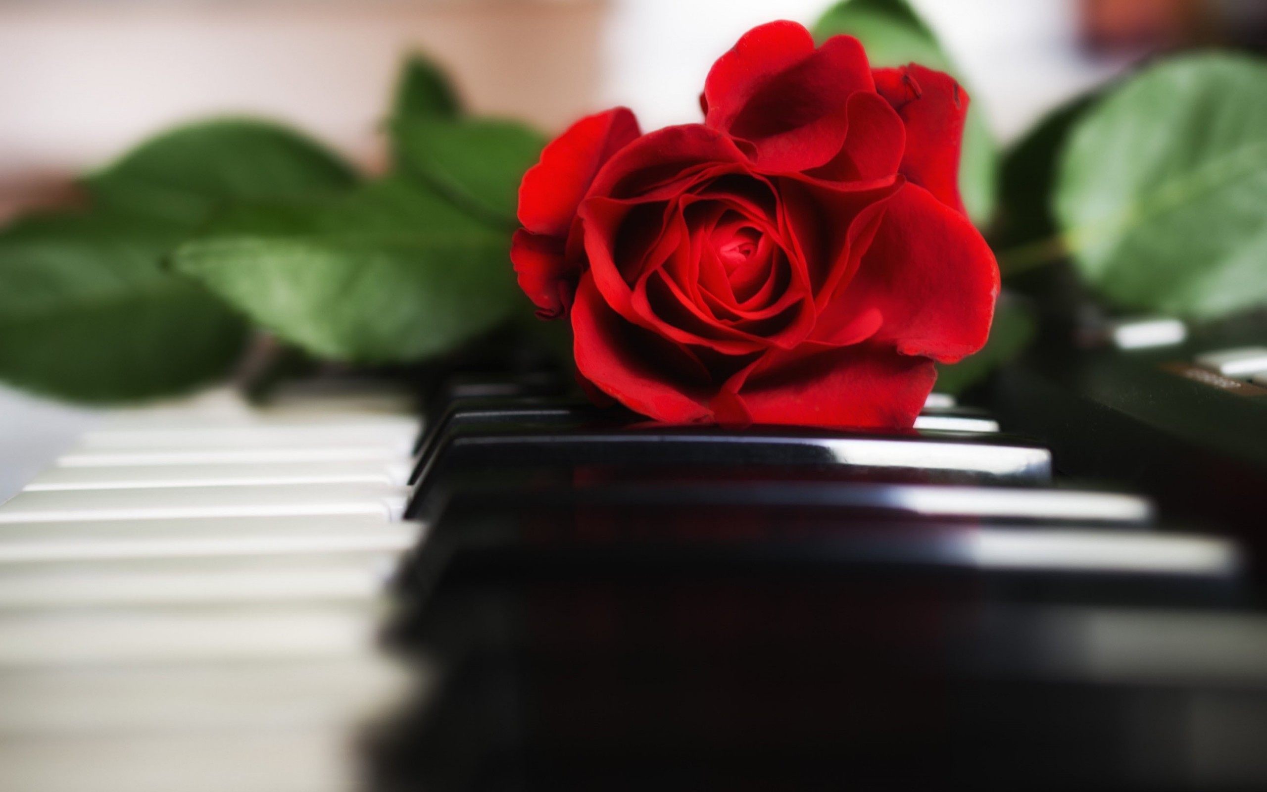 Free Red Rose Hd High Quality Wallpaper Images Mic - Grand Piano With Roses , HD Wallpaper & Backgrounds