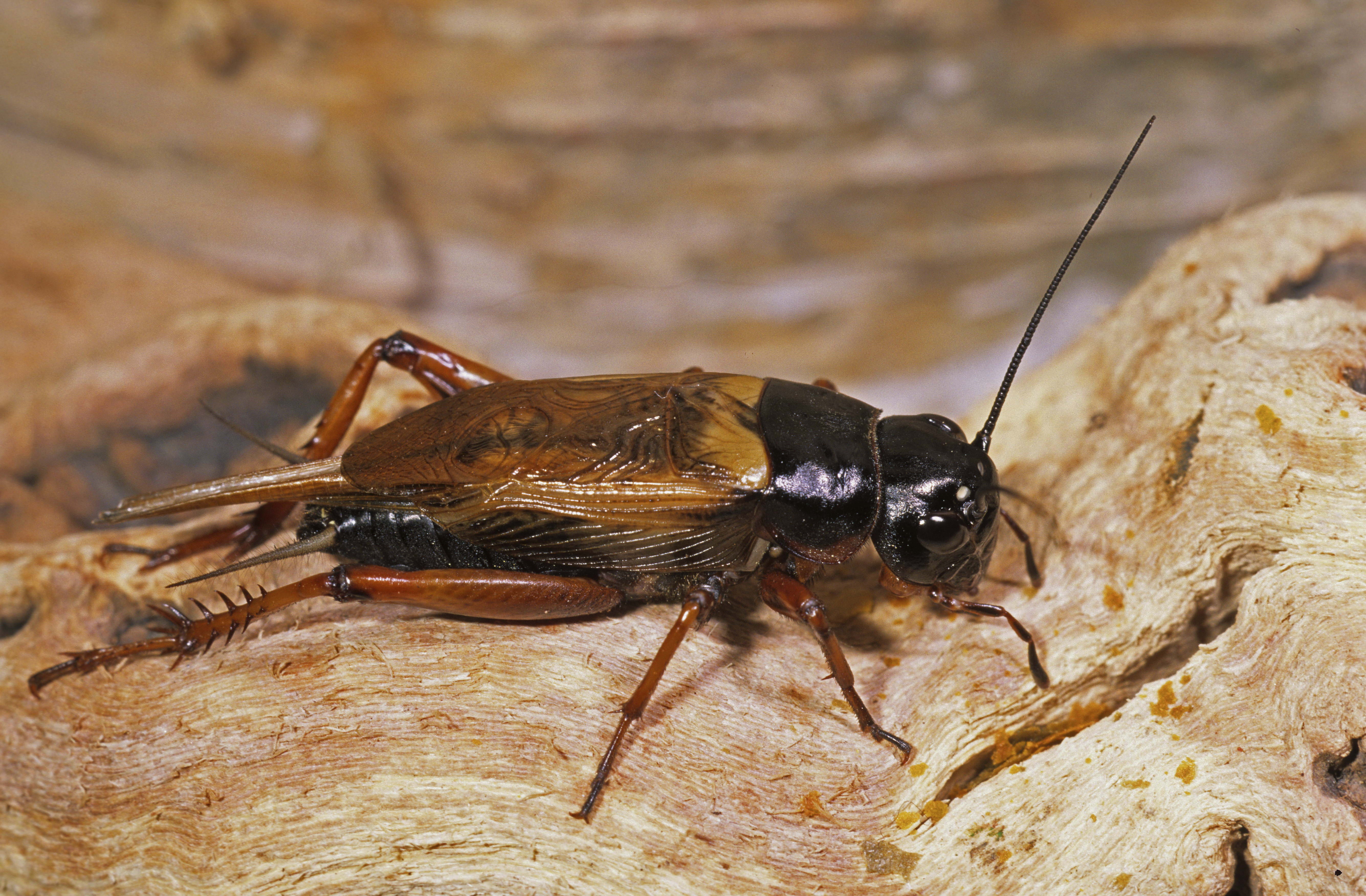 Brown And Black Pinhead Cricket On Stone Hd Wallpaper - Cricket , HD Wallpaper & Backgrounds