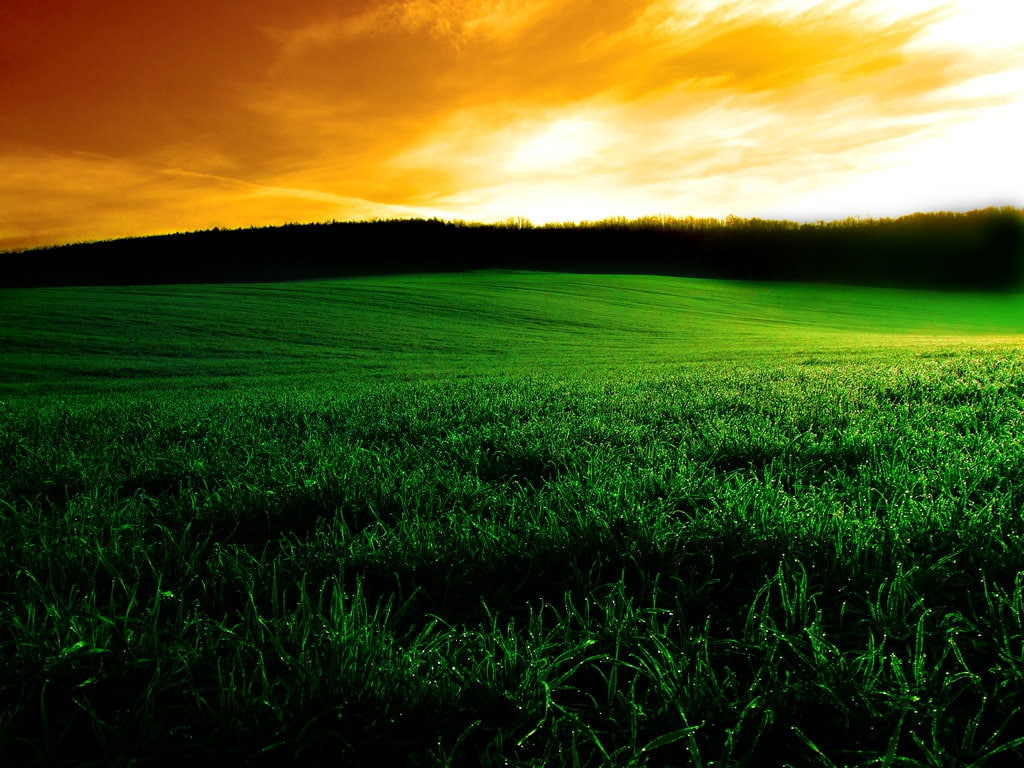 D field
