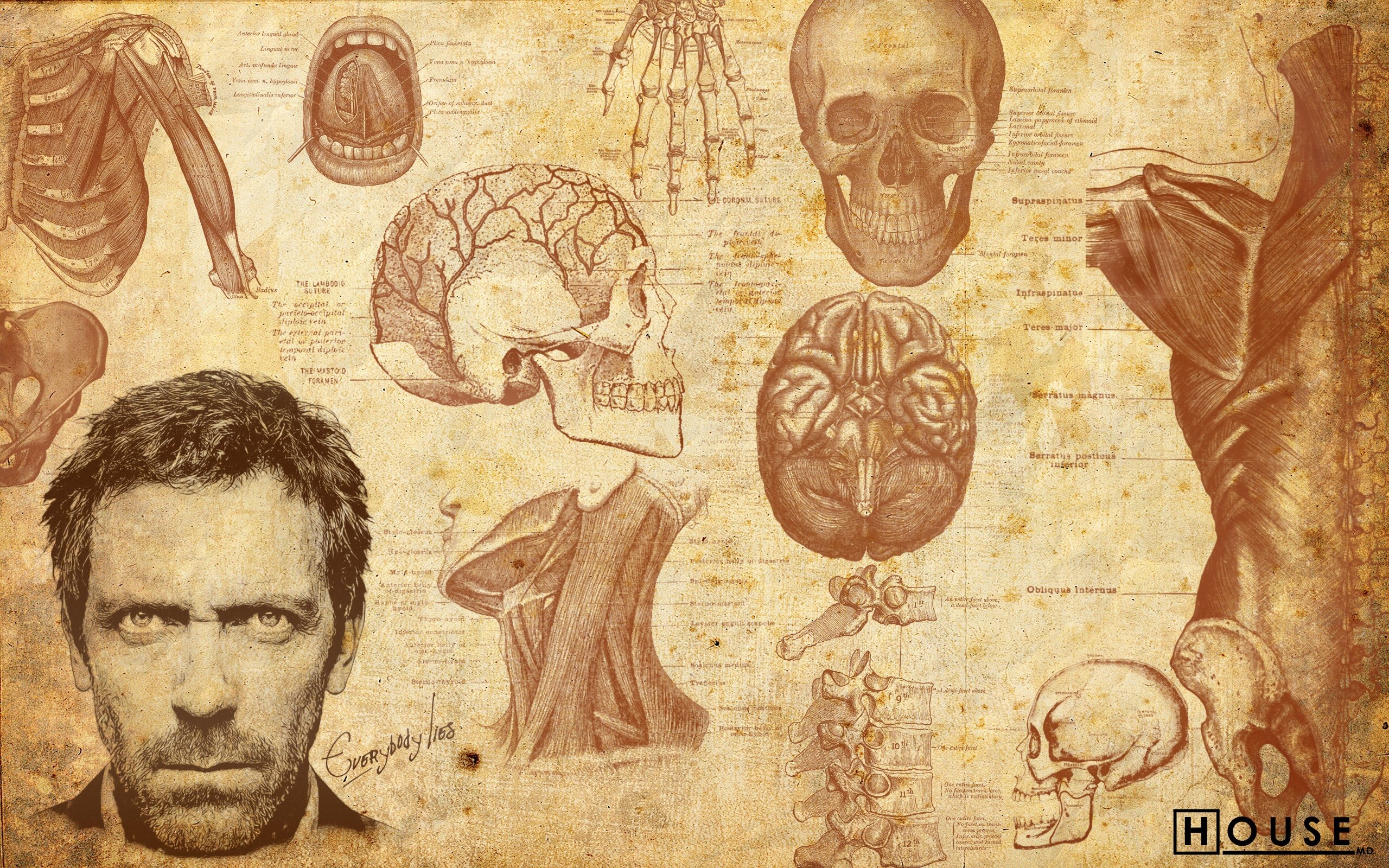 House Wallpaper On Background Anatomical Atlosa In - Dr House , HD Wallpaper & Backgrounds