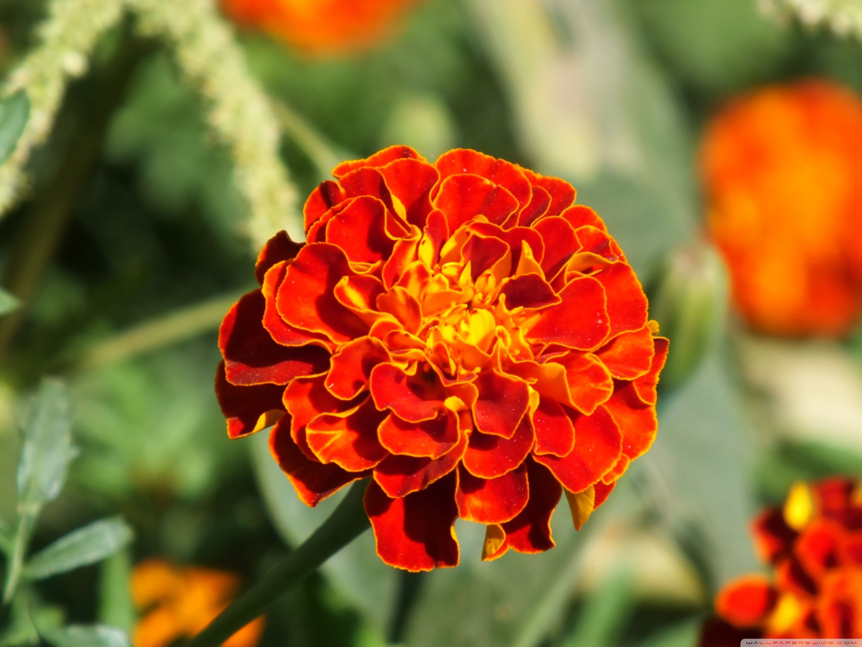 Marigold ❤ 4k Hd Desktop Wallpaper For 4k Ultra Hd - Marigold Flower Image Hd , HD Wallpaper & Backgrounds