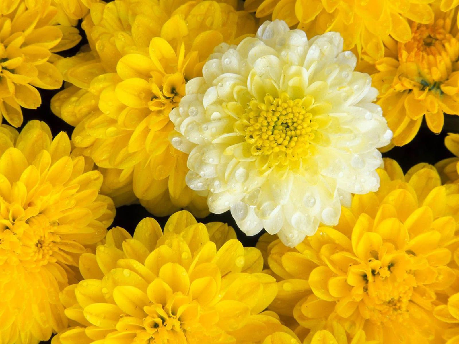 Marigold Flowers Wallpapers - Marigold Flower Wallpaper Desktop , HD Wallpaper & Backgrounds