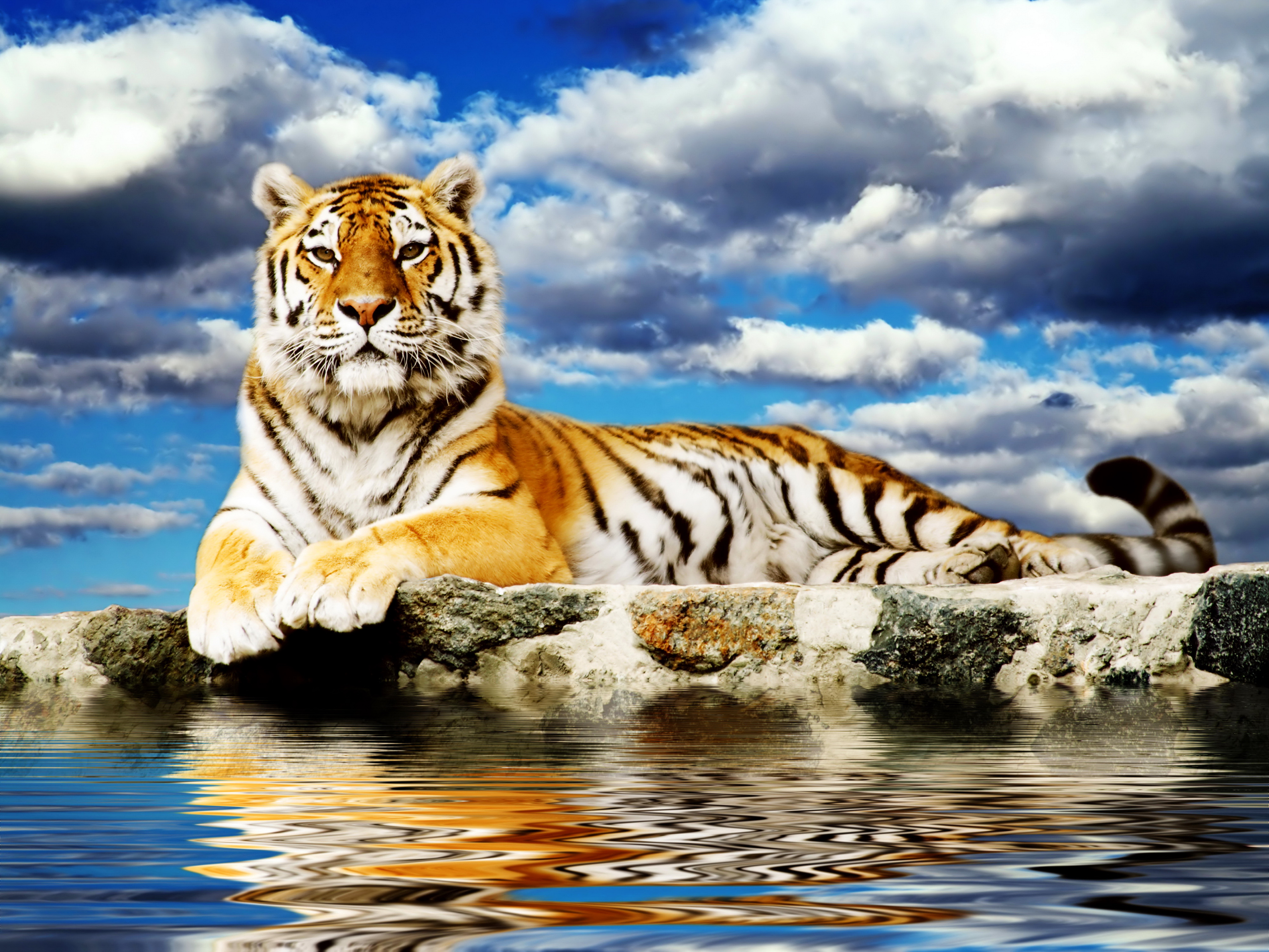 Majestic Tiger , HD Wallpaper & Backgrounds