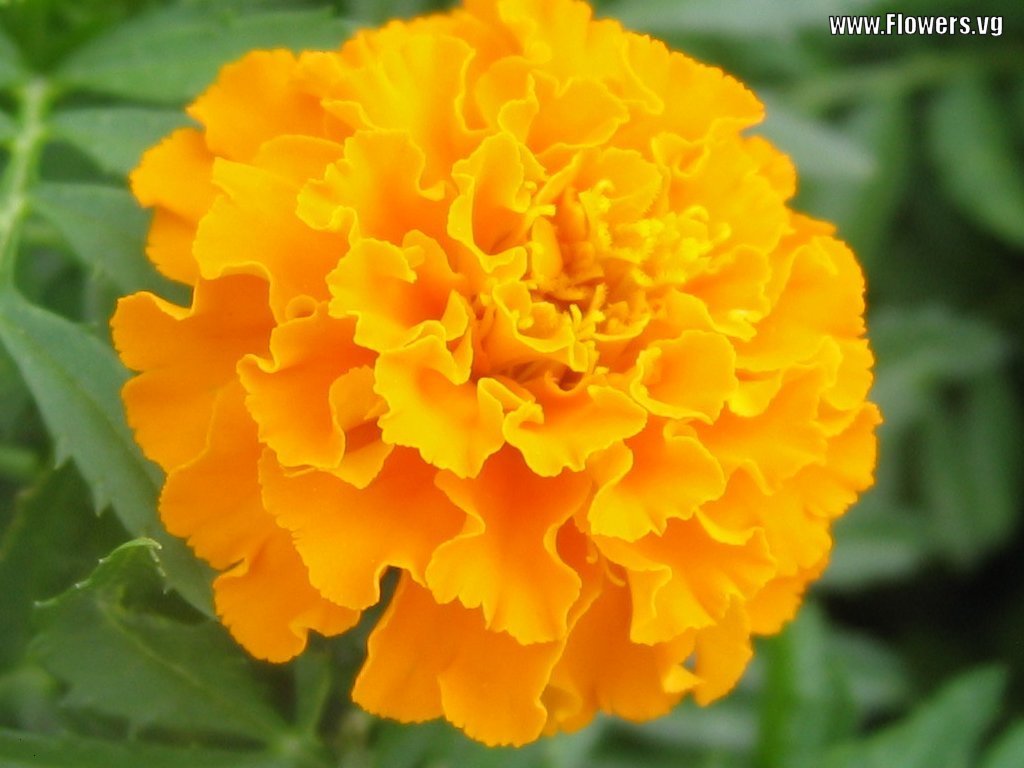 Marigold - Flowers Used In Bathukamma , HD Wallpaper & Backgrounds