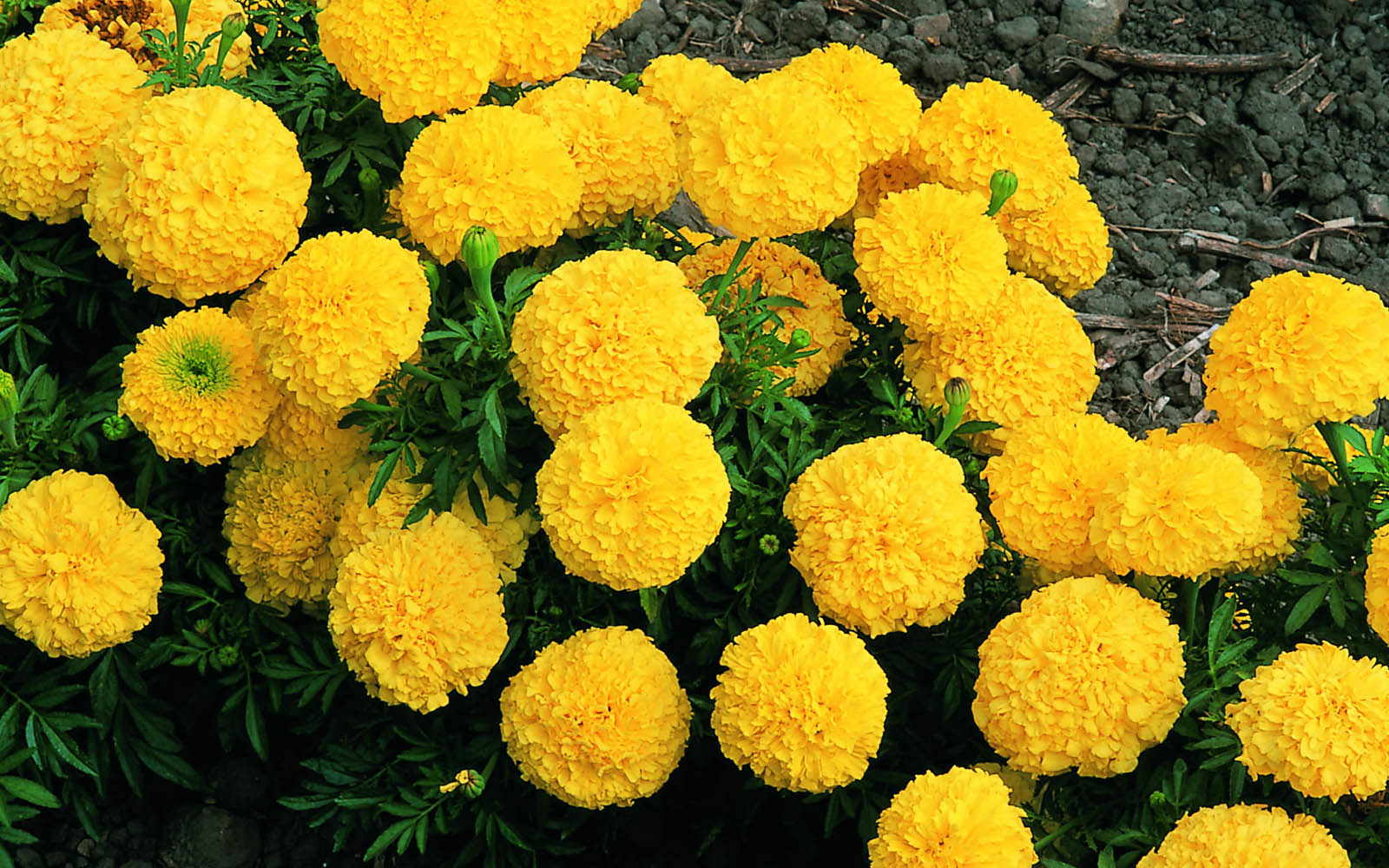 Marigold Flowers Wallpapers 09 - Marigold Flower In Tamil , HD Wallpaper & Backgrounds