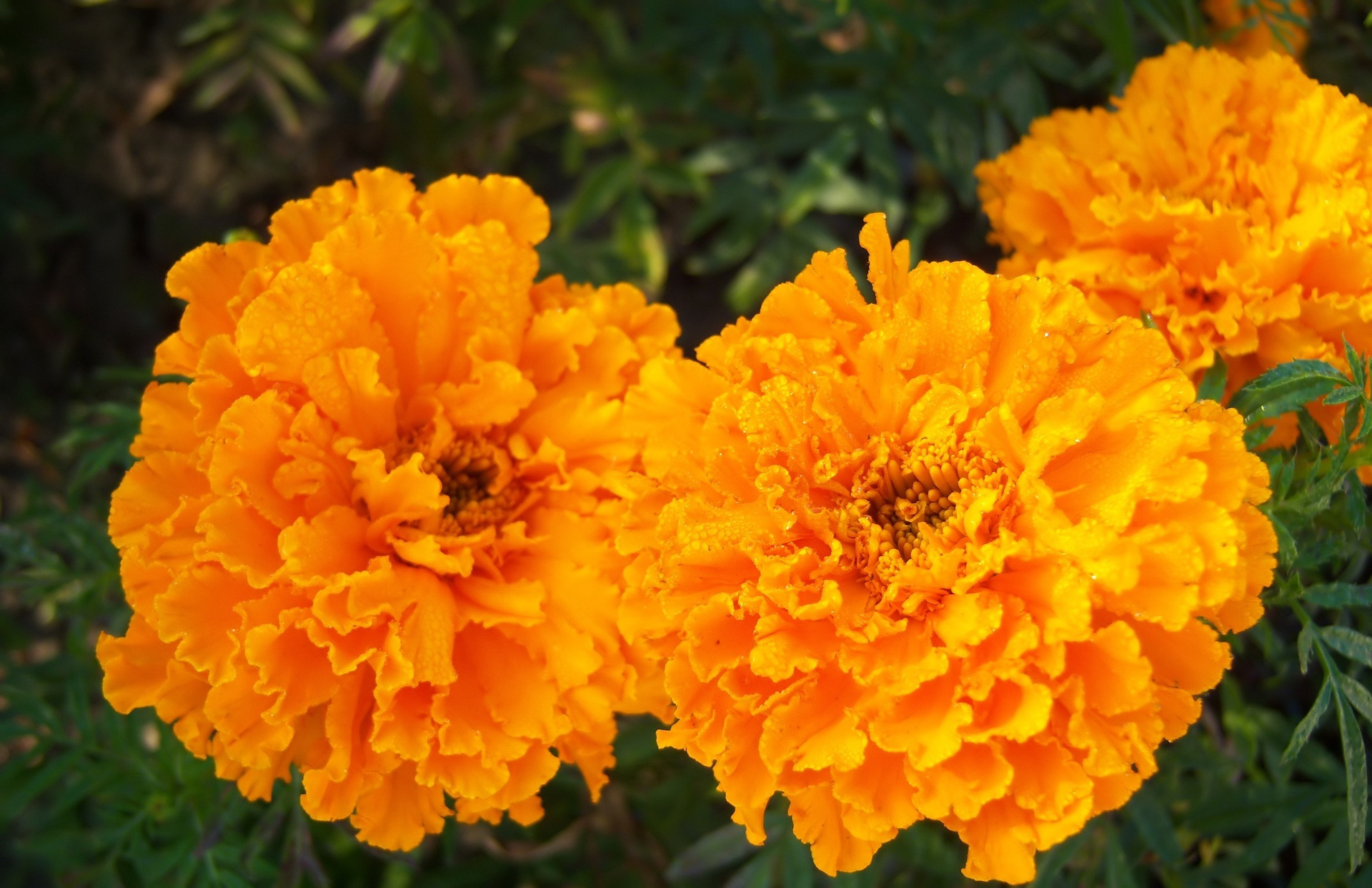 Marigold Wallpaper And Background - Tagetes Patula , HD Wallpaper & Backgrounds