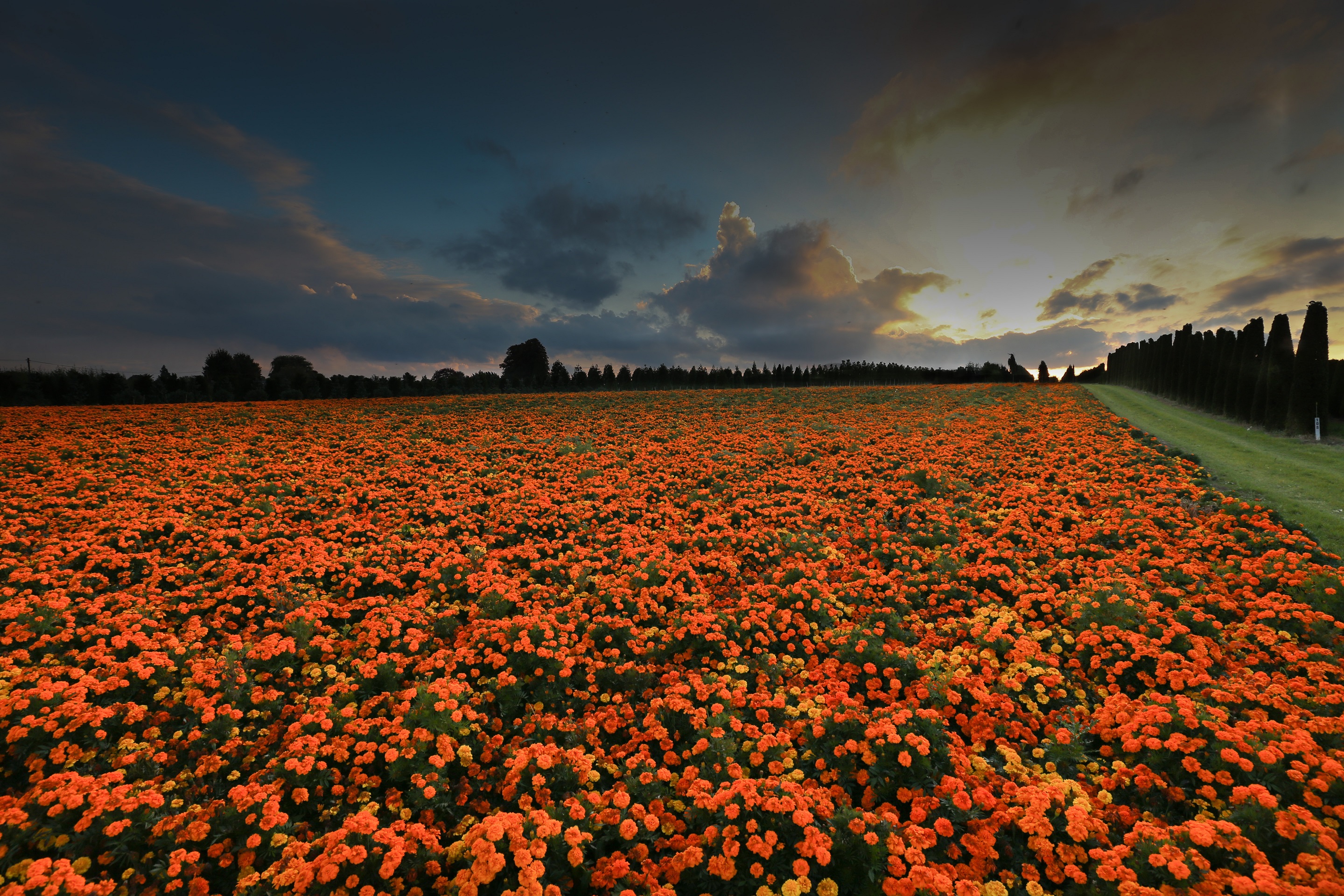 Hd Wallpaper - Farm Crop With Orange Flowers , HD Wallpaper & Backgrounds