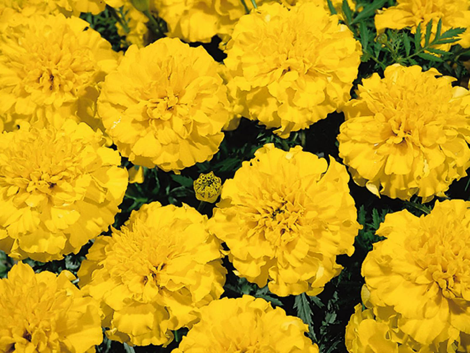 Marigold Flowers Wallpapers - Tagetes Patula Hero Yellow , HD Wallpaper & Backgrounds
