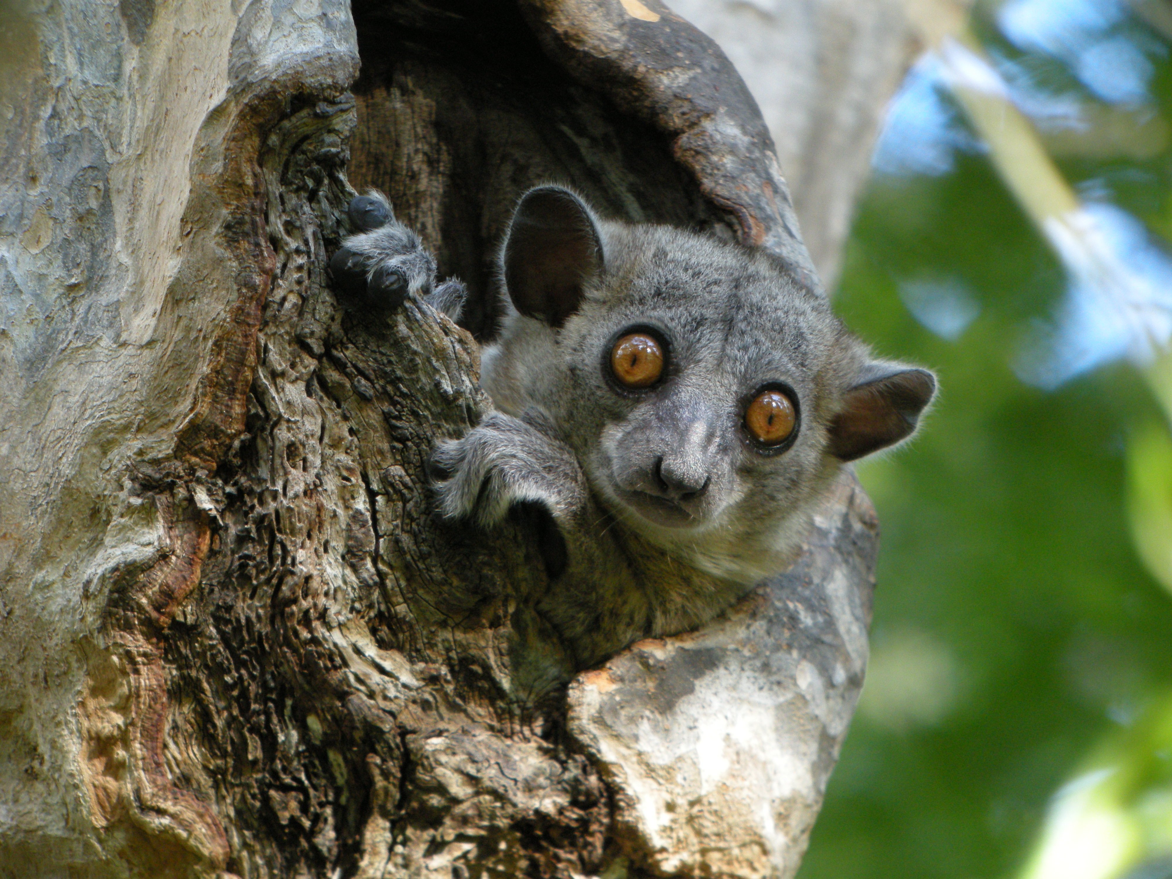 Lemur, Primate, Madagascar, 26 4k Hd Wallpaper - Kirindy Madagascar , HD Wallpaper & Backgrounds