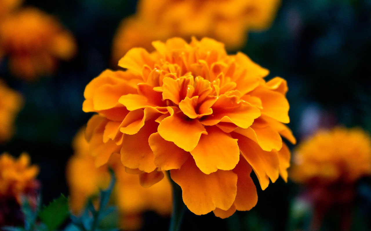 Respect For The Elderly Flower Marigold Hd Wallpaper - Orange Flowers , HD Wallpaper & Backgrounds