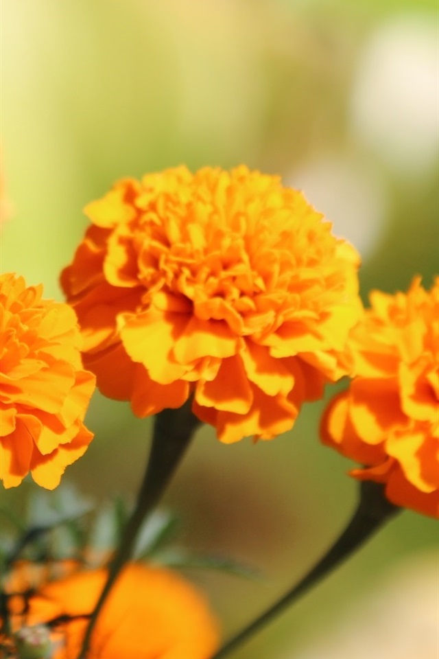 (iphone 4/4s) - Marigold Flower , HD Wallpaper & Backgrounds