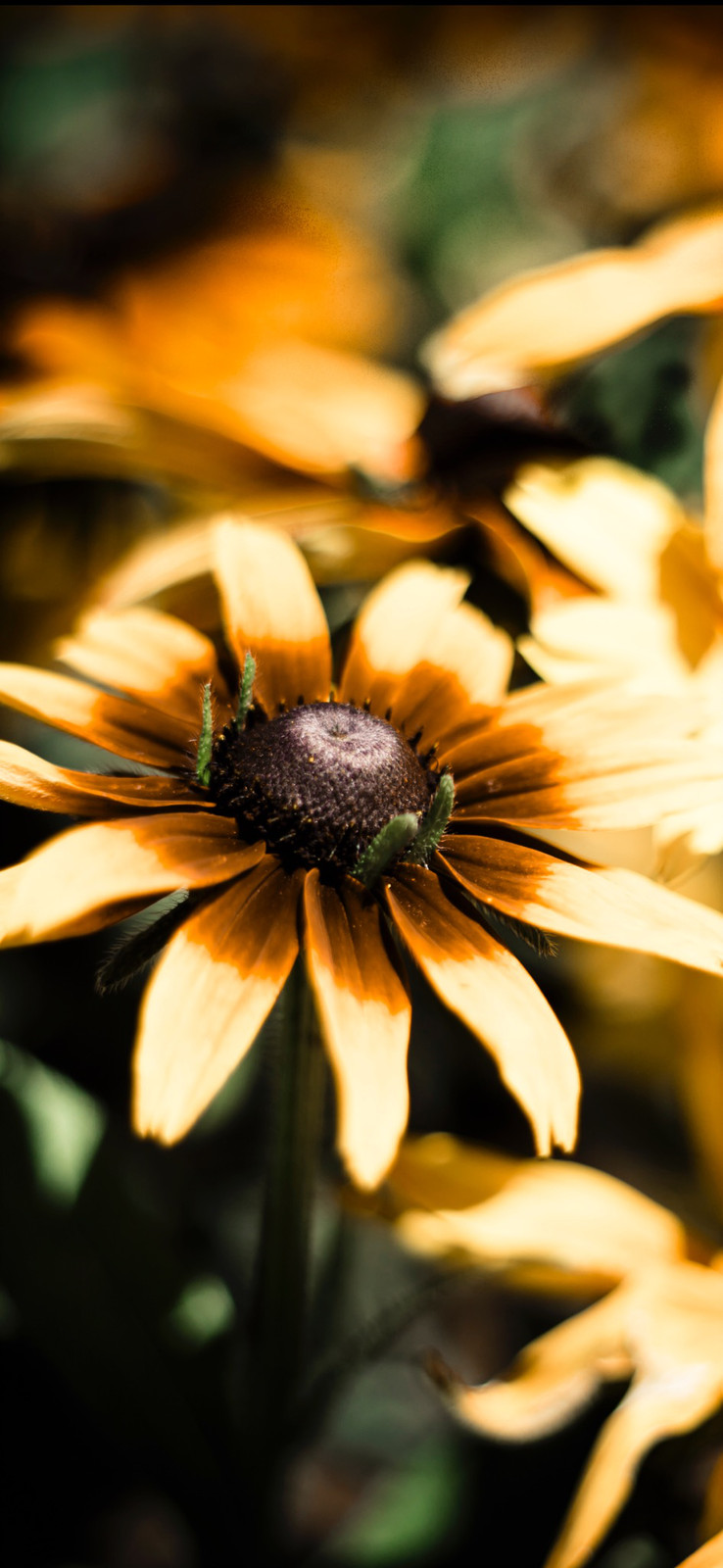 Black-eyed Susan (#1085654) - HD Wallpaper & Backgrounds Download