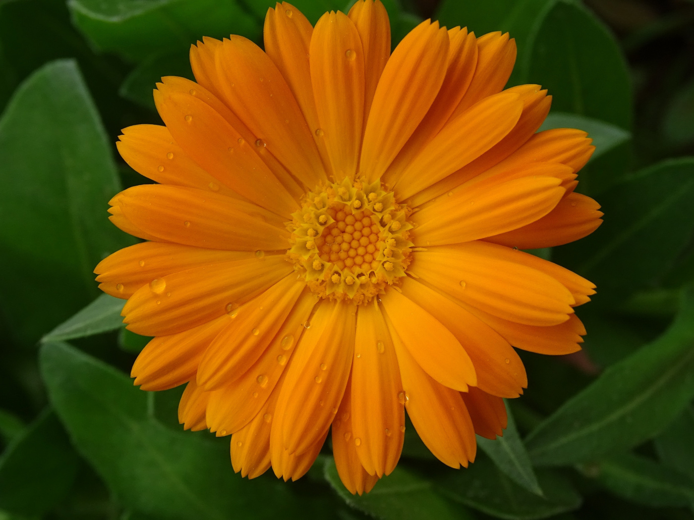 Marigold, Flower, Close Up, Drops, Wallpaper - English Marigold Calendula Officinalis , HD Wallpaper & Backgrounds