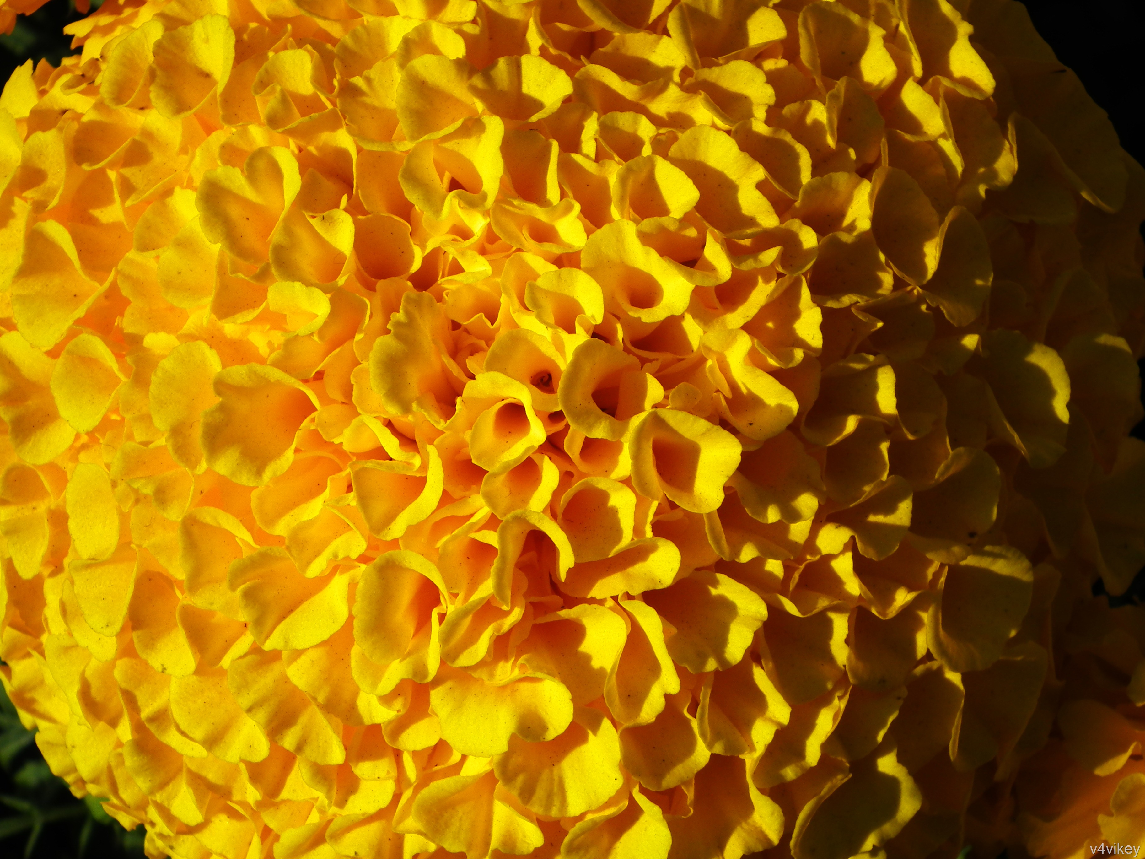 Yellow Pompon Chrysanthemum Flower Close Up - Tagetes Patula , HD Wallpaper & Backgrounds