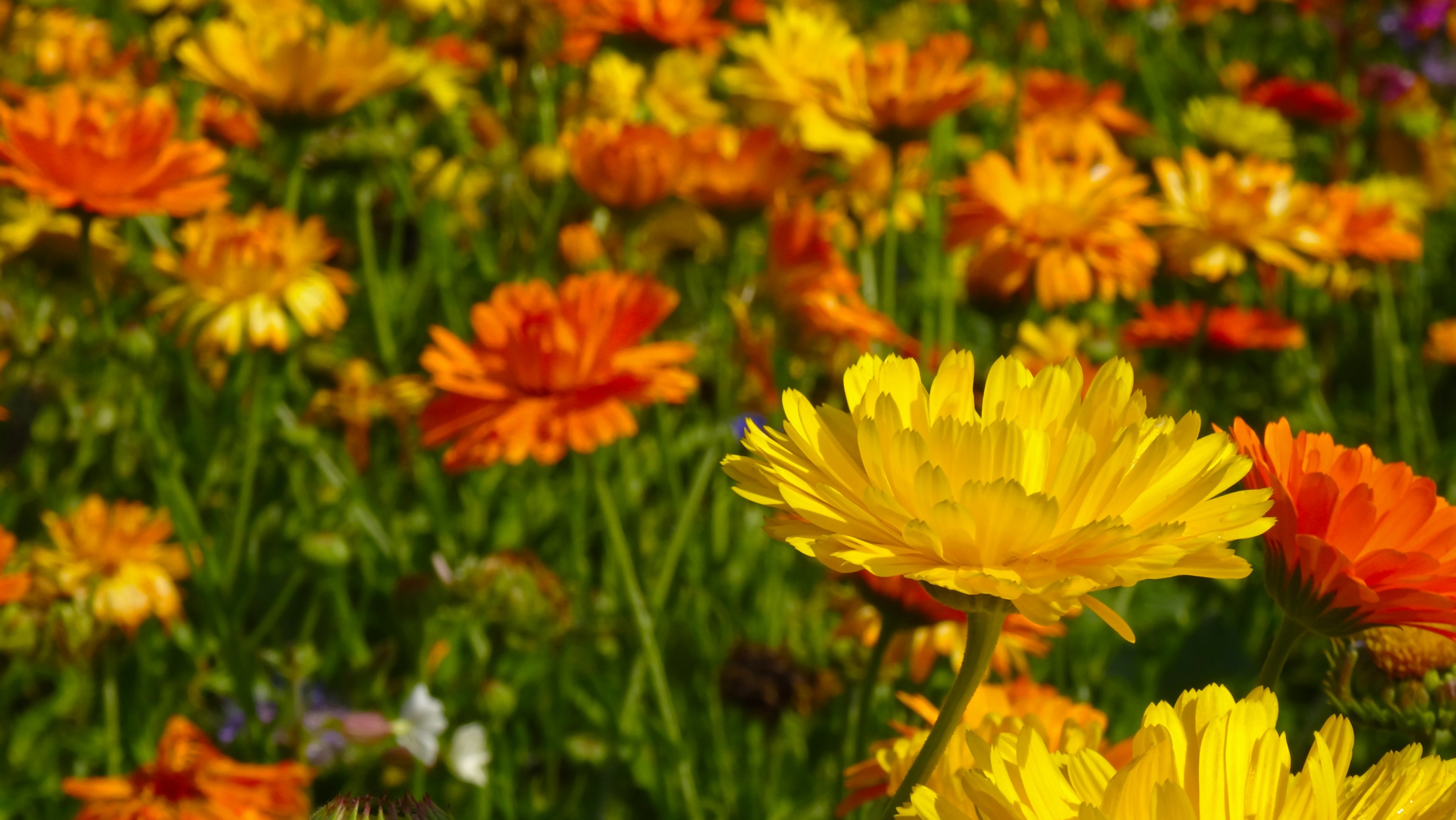#3840x2163 #marigold #flowers #blütenmeer #flower Meadow - Cultivation Methods Of Vegetables And Flower Plants , HD Wallpaper & Backgrounds