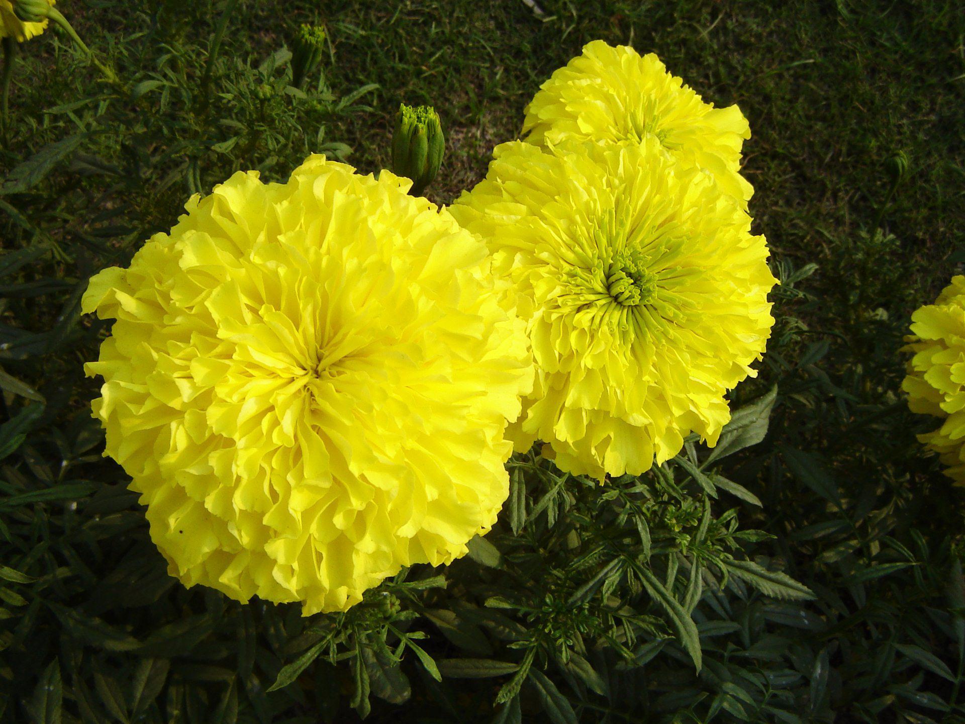 Marigold Flower - Genda Flower Hd , HD Wallpaper & Backgrounds