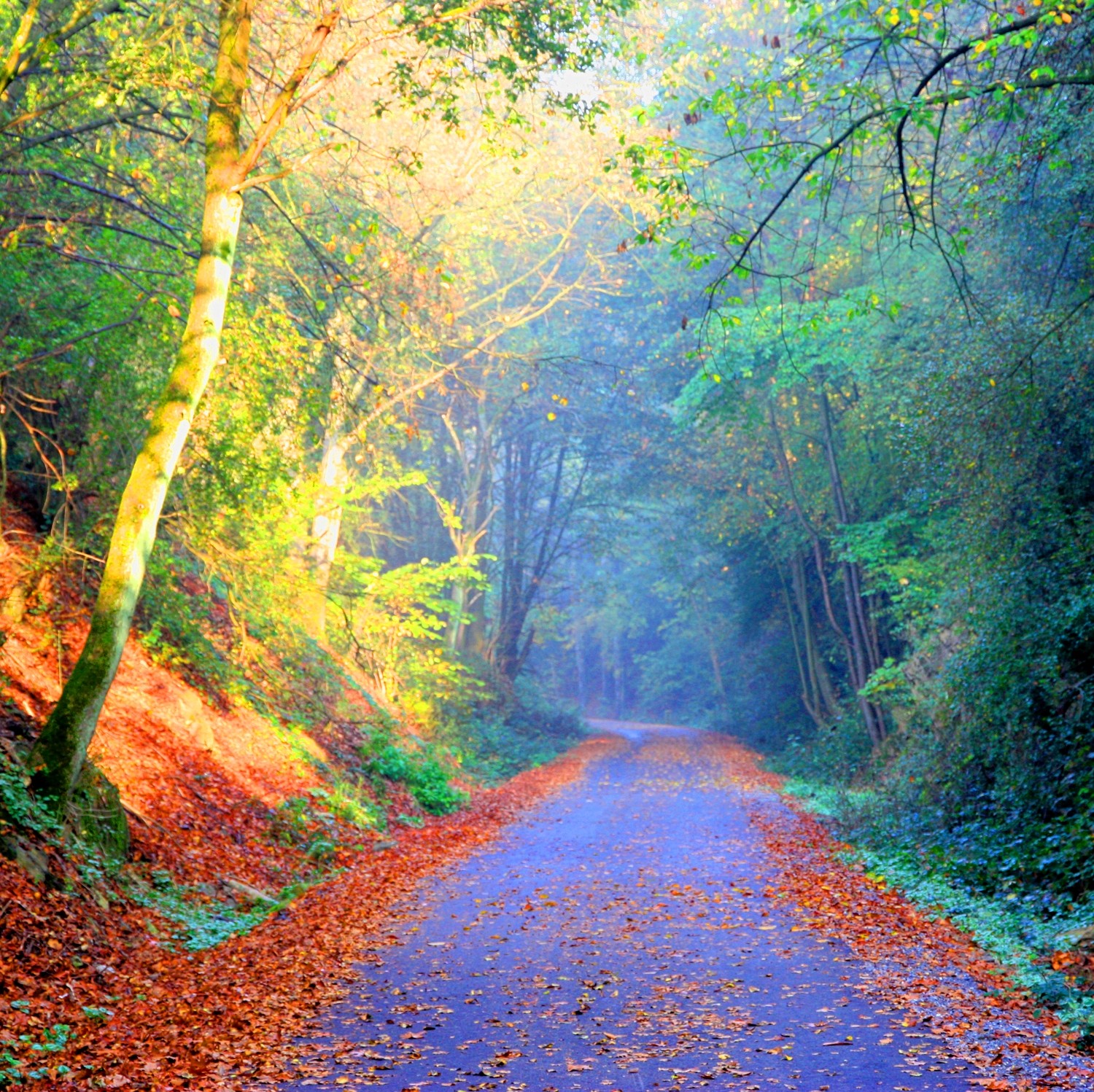 Yesterday Leaves Path Autumn Trees Nature Forest Believe - Autumn , HD Wallpaper & Backgrounds