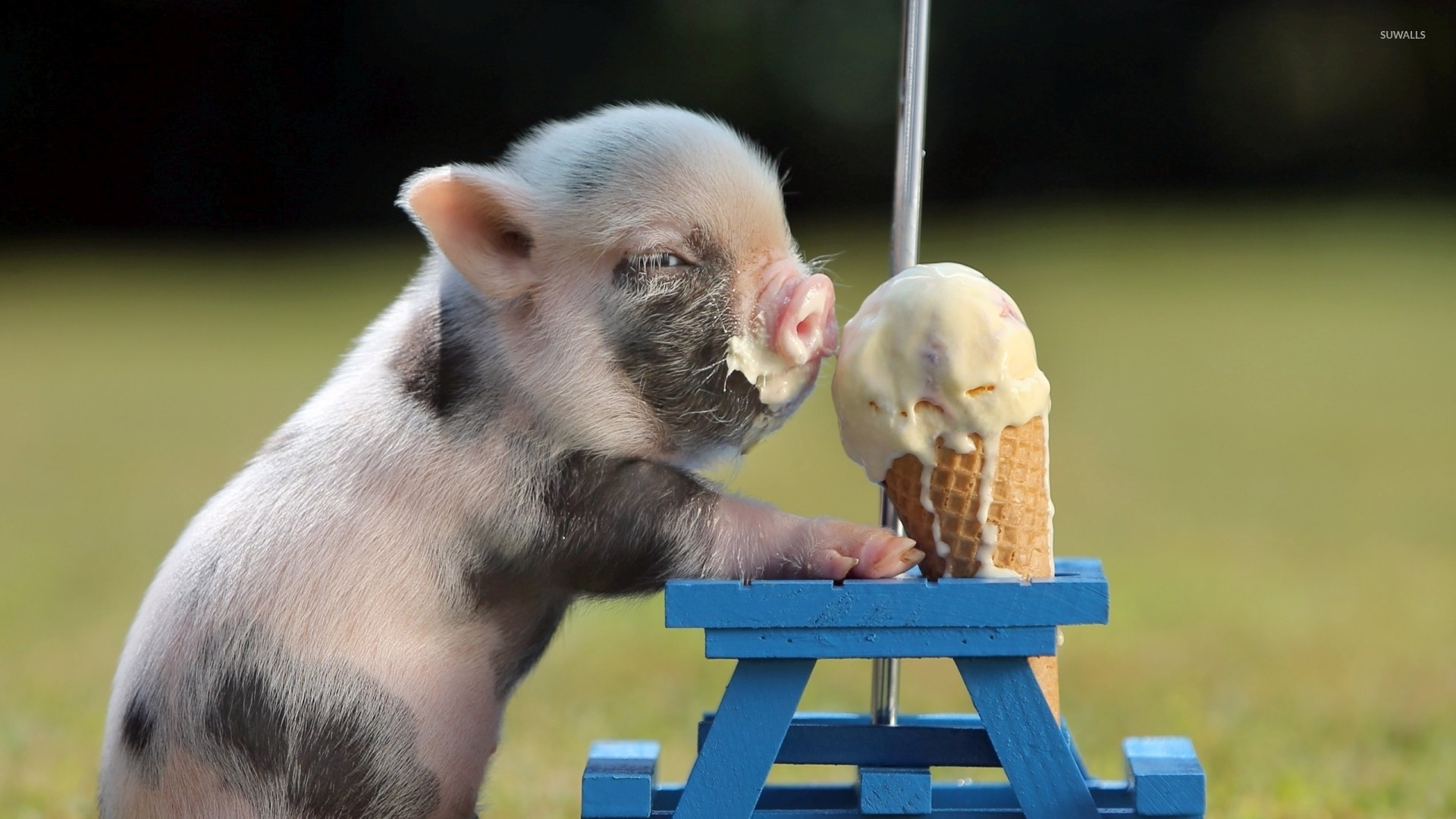 Piglet Eating Ice Cream Wallpaper - Baby Pig , HD Wallpaper & Backgrounds