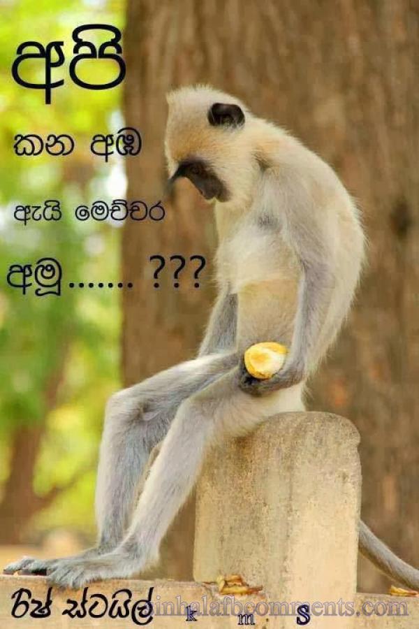 Download By Size - Sinhala Jokes Photos Download , HD Wallpaper & Backgrounds