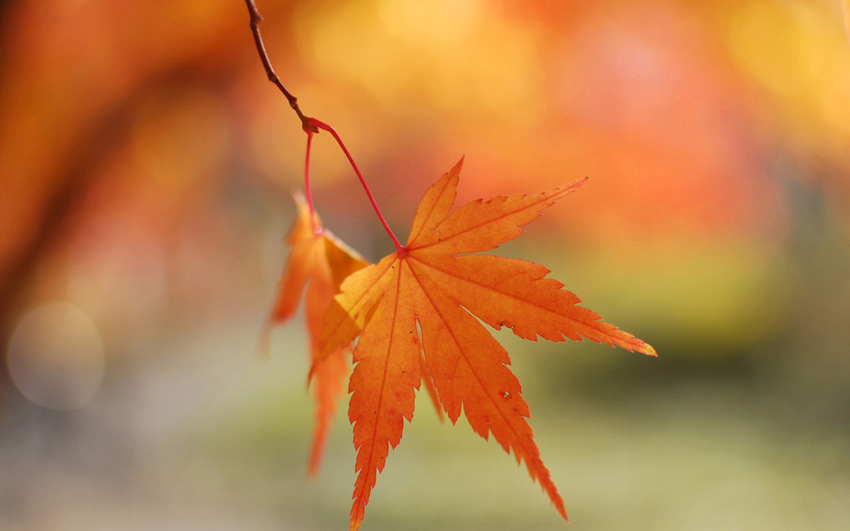 Download Windows 8 Wallpaper Official - Maple Leaf Hanging , HD Wallpaper & Backgrounds