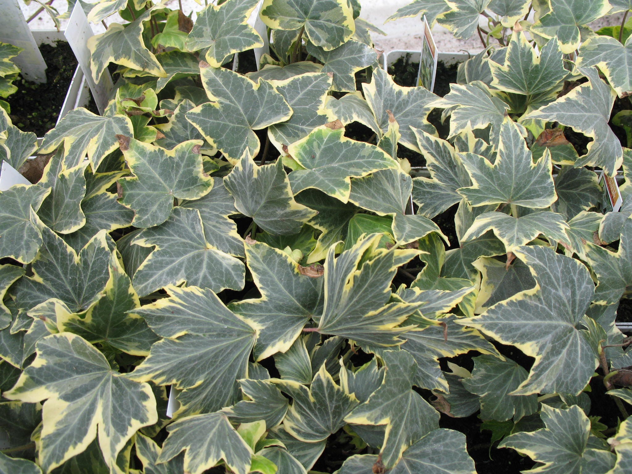 636225973896640016 Foliage English Ivy Yellow Ripple - Hedera Helix Ripple , HD Wallpaper & Backgrounds