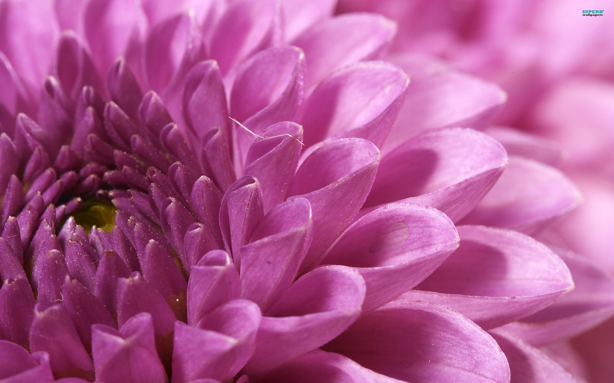 Chrysanthemum Wallpaper - Macro View Of Flowers , HD Wallpaper & Backgrounds