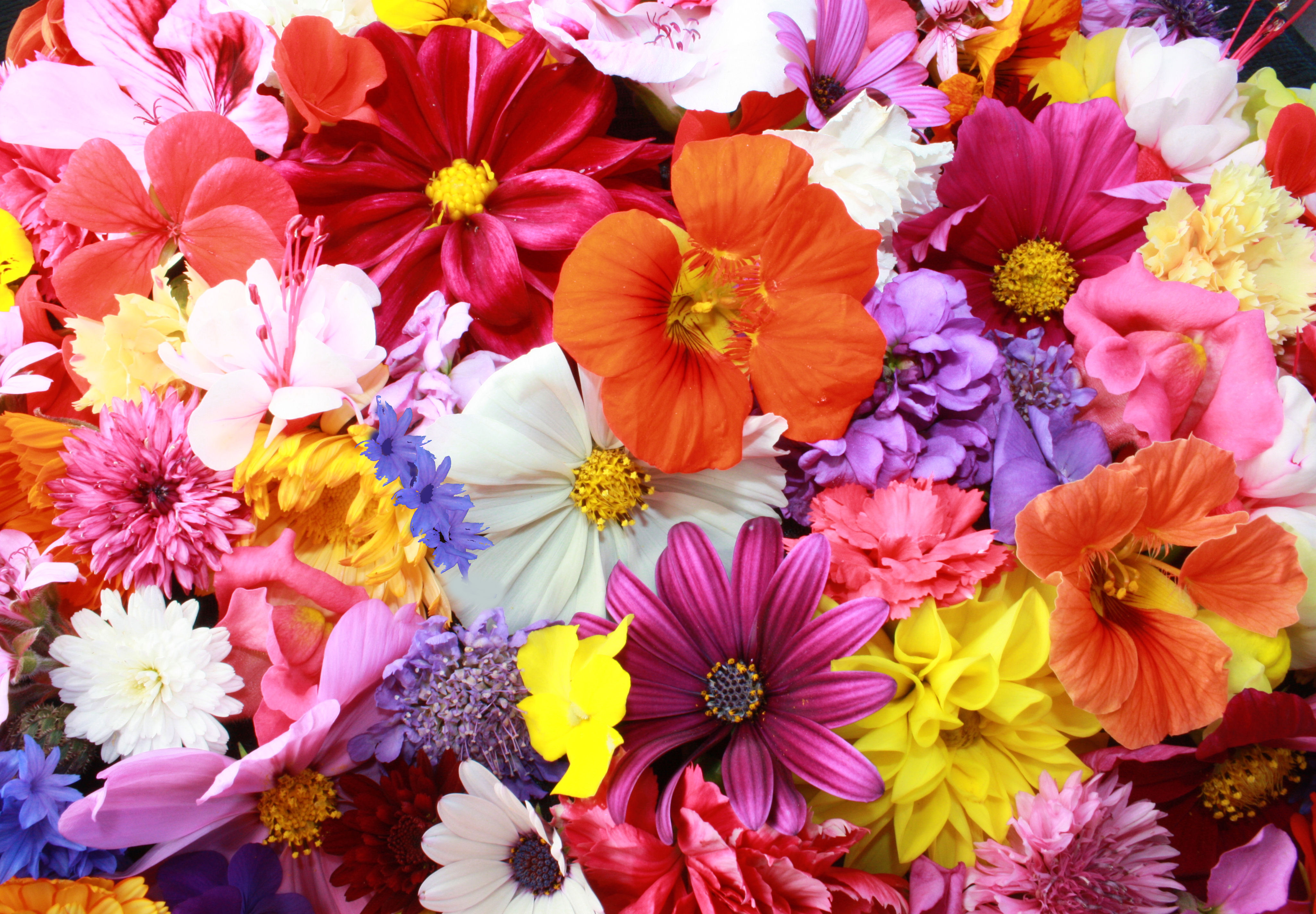 Beautiful Flowers Wallpaper - Flowers Name In Bangla , HD Wallpaper & Backgrounds