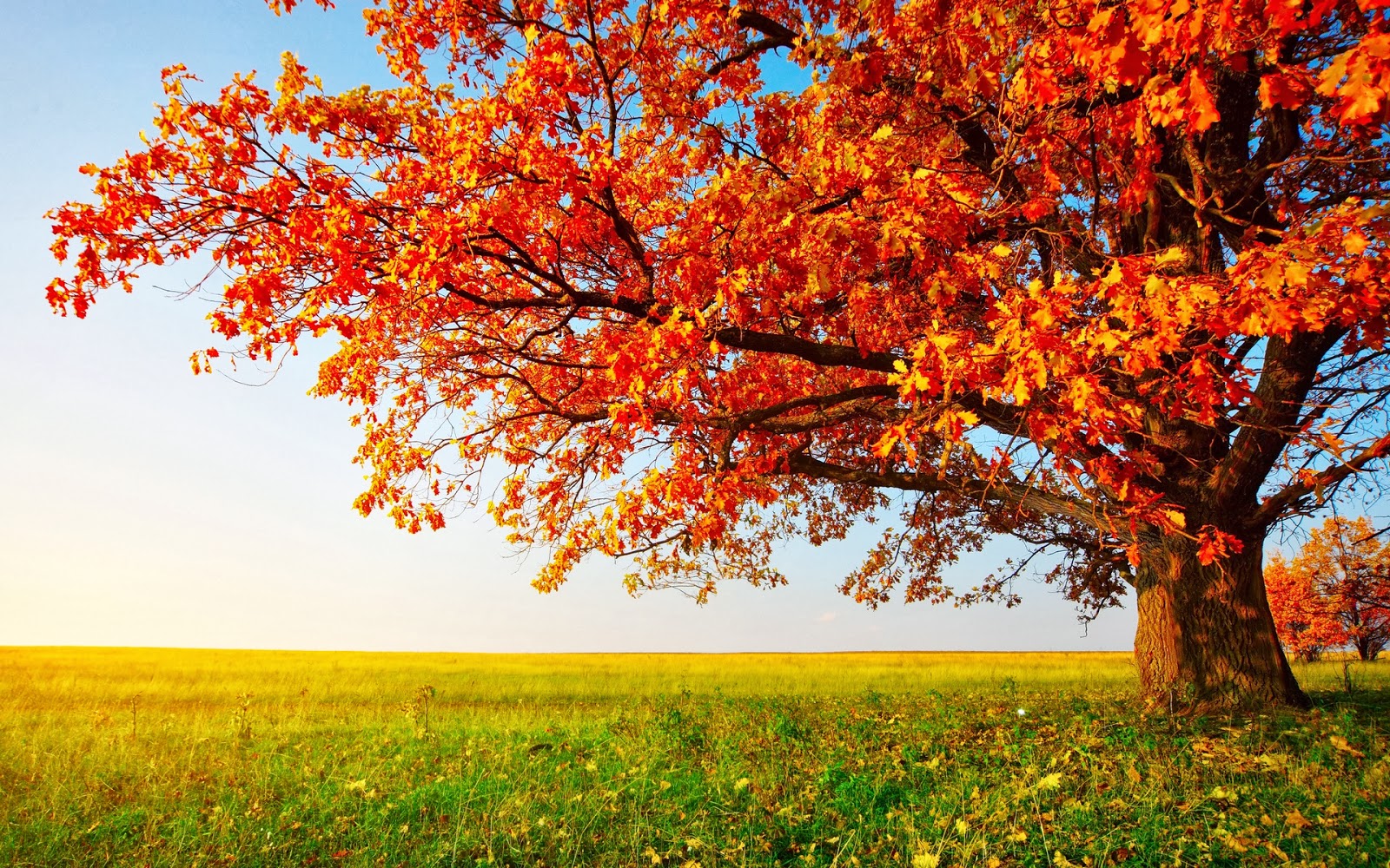 Download Beautiful Scenery Wallpapers - Autumn Tree , HD Wallpaper & Backgrounds