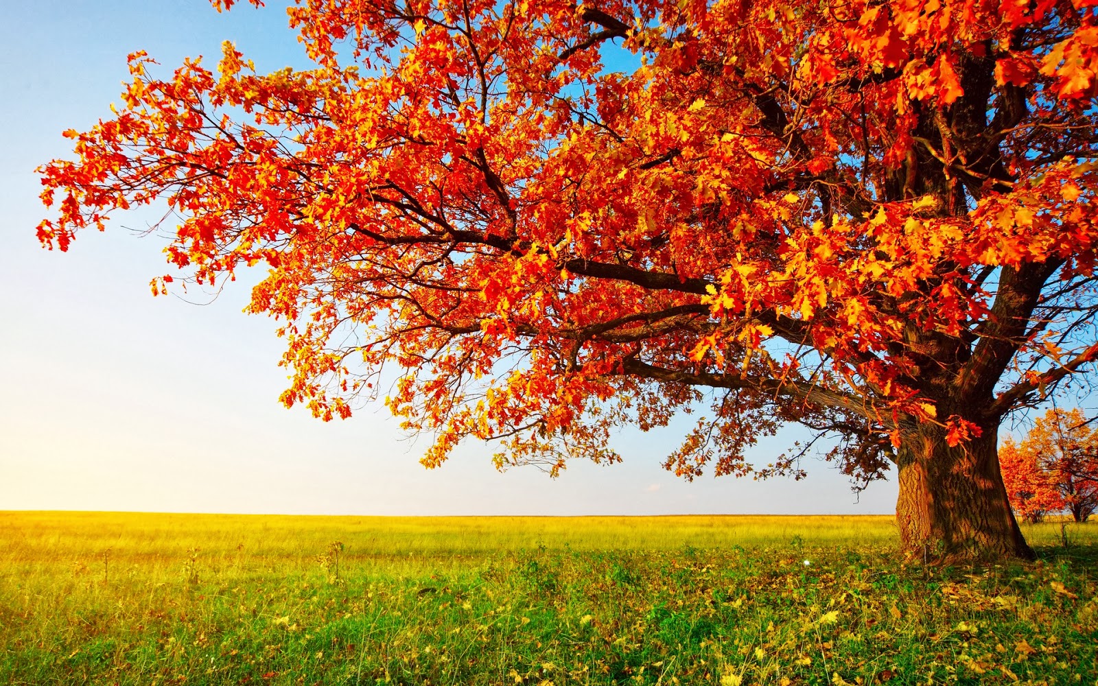 Download Beautiful Scenery Wallpapers Autumn Tree Hd Wallpaper Backgrounds Download Download Beautiful Scenery Wallpapers Autumn Tree Hd Wallpaper Backgrounds Download