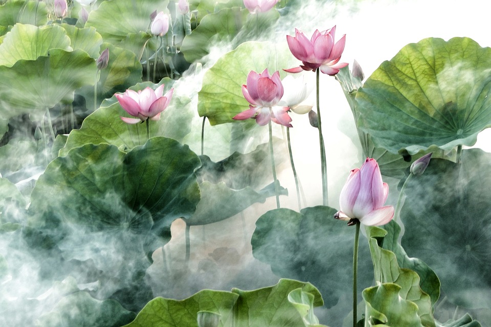 Flower, Lotus, Summer, Cool, Misty - Lotus Good Morning , HD Wallpaper & Backgrounds