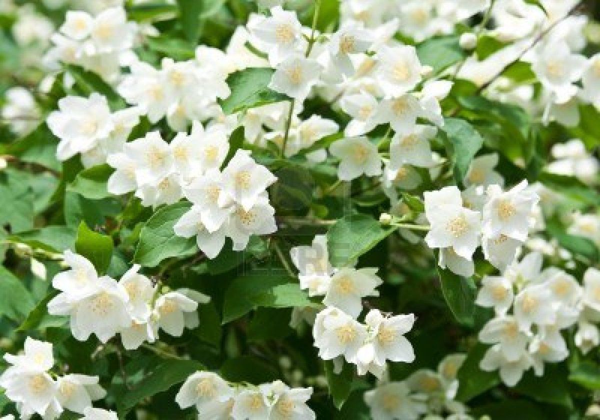 Jasmine Flower - Most Beautiful Jasmine Flower , HD Wallpaper & Backgrounds