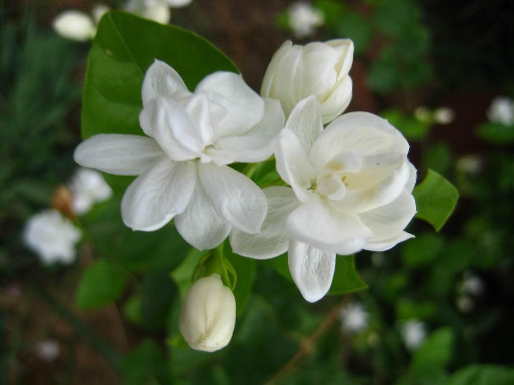 Jasmine Flower Wallpaper - Jasmine Flower Wallpaper Desktop , HD Wallpaper & Backgrounds