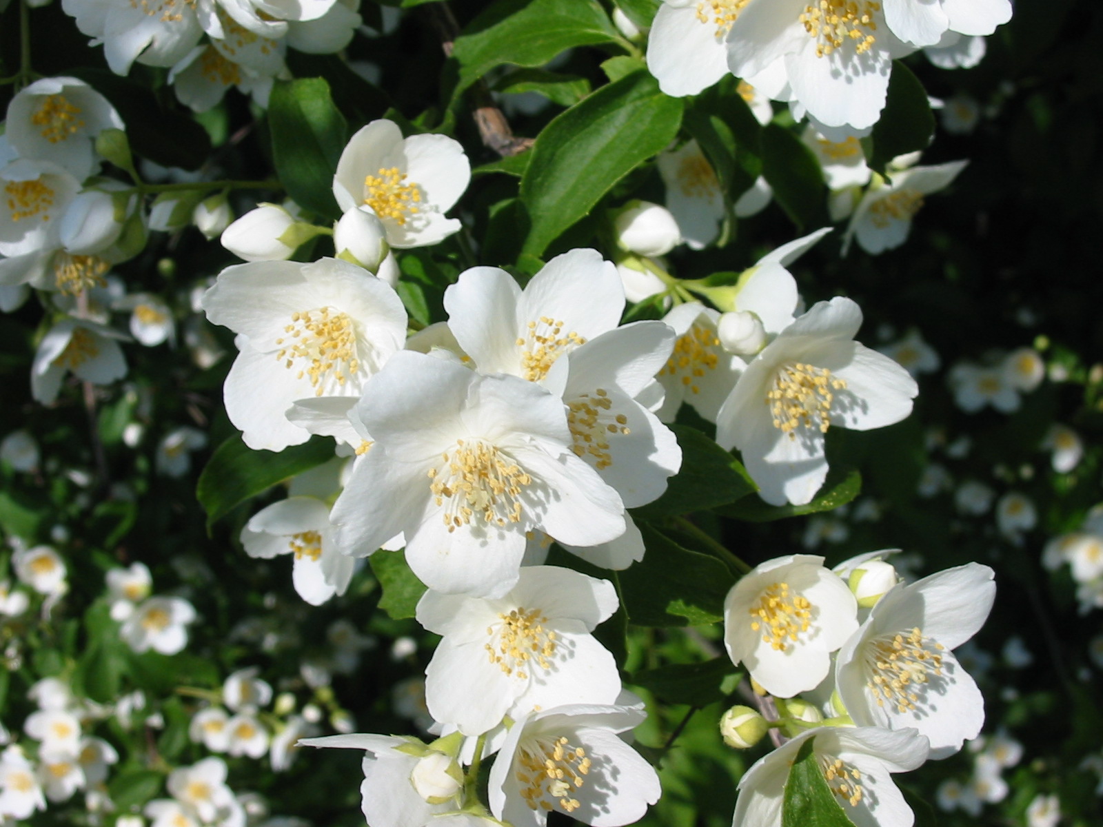 Jasmine Flowers Wallpaper , HD Wallpaper & Backgrounds