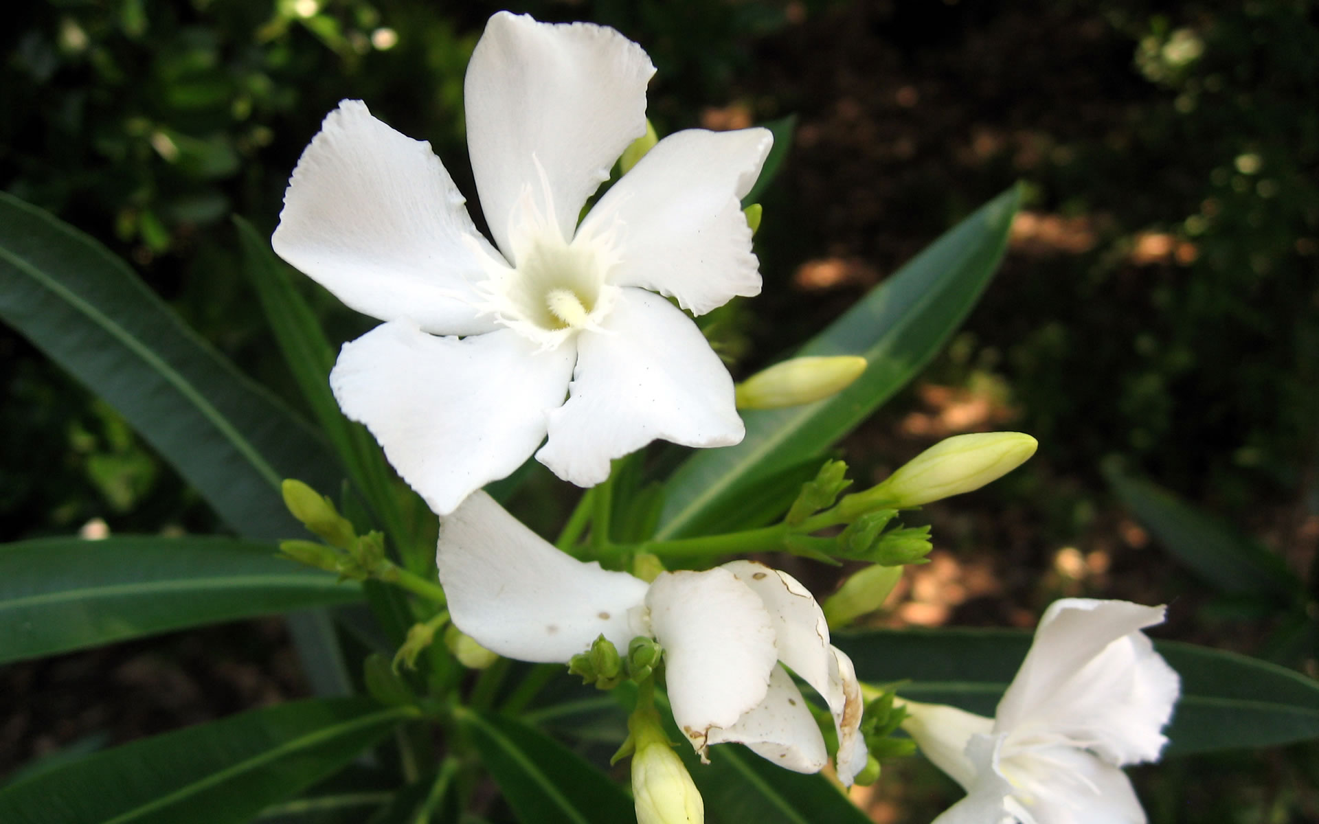 Nature Jasmine Flower Gif , HD Wallpaper & Backgrounds