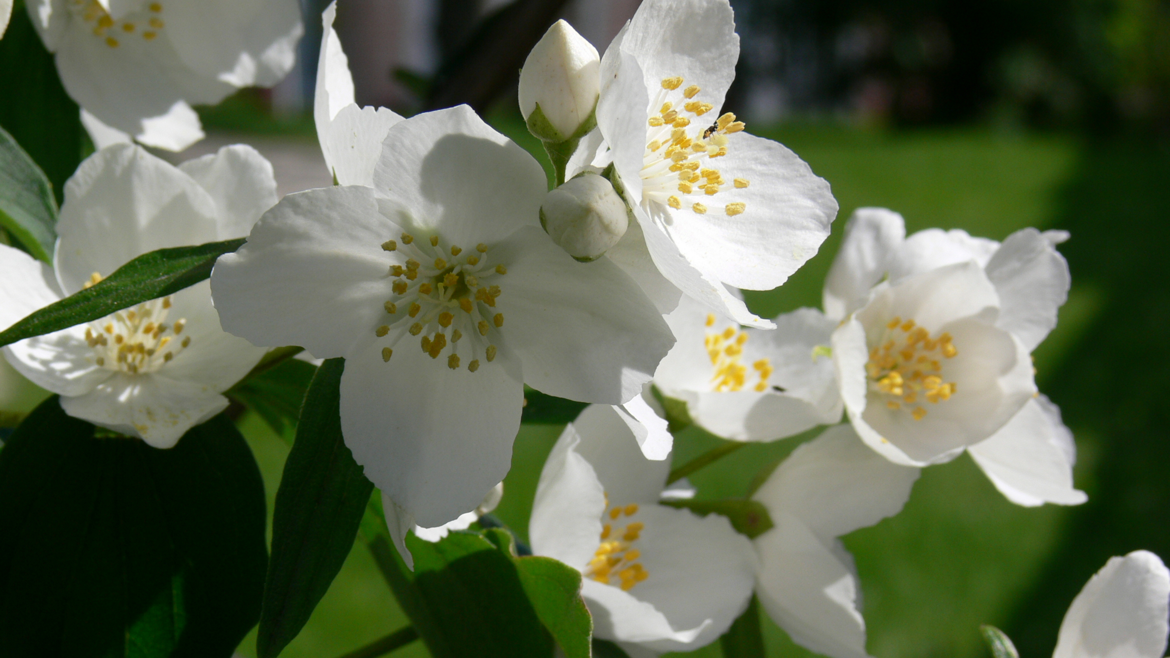 Jasmine - Jasmine Pakistan National Flower , HD Wallpaper & Backgrounds