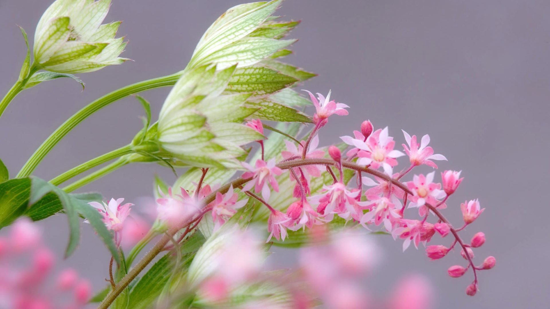 Nature Green Flowers Pink White Wonderful Jasmine Flower - Flowers 4k Wallpapers For Mobile , HD Wallpaper & Backgrounds