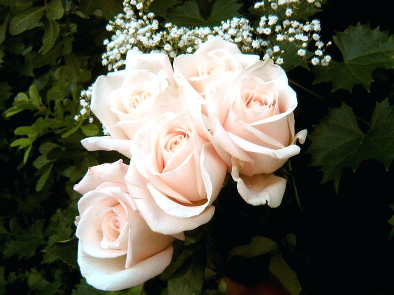 Names Of White Roses Blush Petals Soft Pink White Flowers - White Colour Rose Flowers , HD Wallpaper & Backgrounds