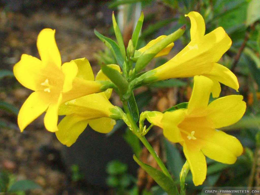 Jasmine Wallpaper - Yellow Jasmine Flower , HD Wallpaper & Backgrounds