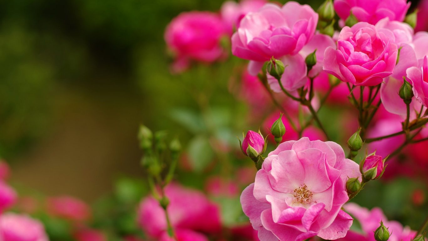 Pink Beautiful Leaves Flowers Fragrance Lovely Scent - Floribunda , HD Wallpaper & Backgrounds