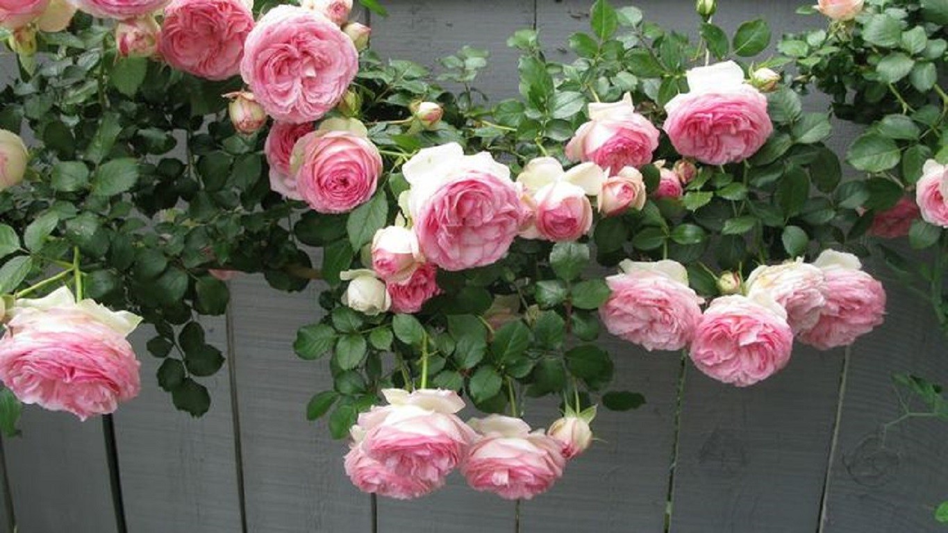 Download Rose Fence Pink Roses Nature Garden Jasmine - Pierre De Ronsard Rose Nz , HD Wallpaper & Backgrounds