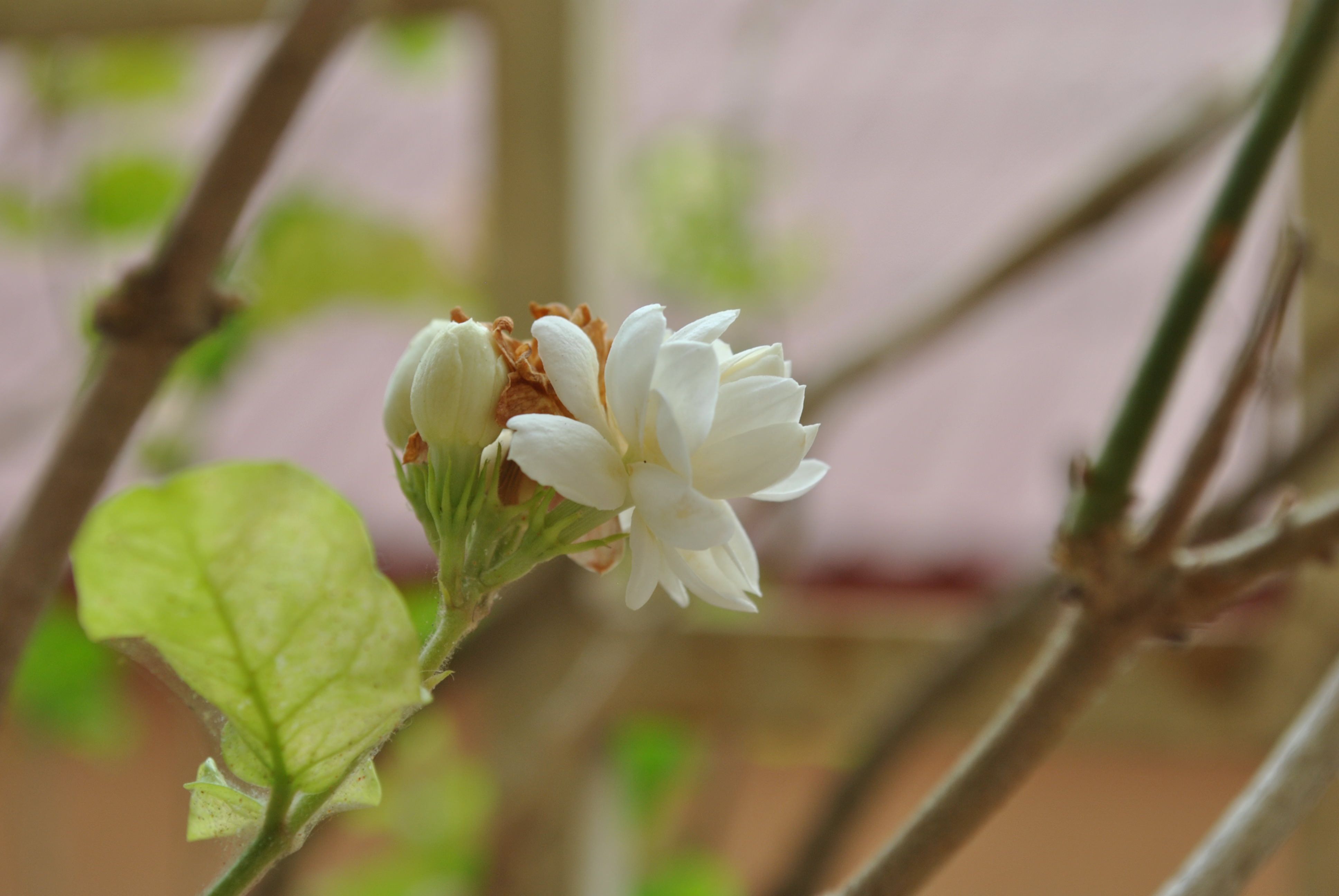 American Tradition Jasmine Flower - Jasmine Flower Cambodia , HD Wallpaper & Backgrounds