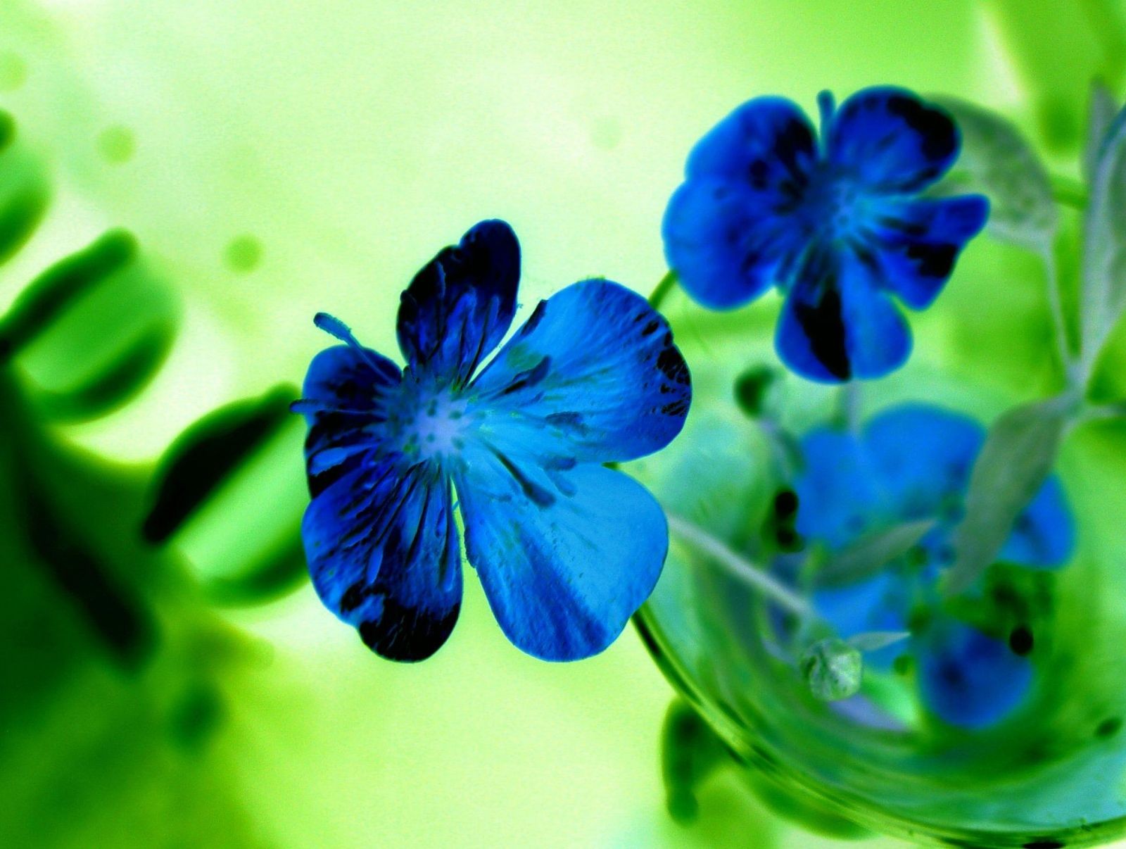 Blue Petals Nature Flowers Jasmine Flower Wallpaper - Jasmine Flower Pics Blue , HD Wallpaper & Backgrounds