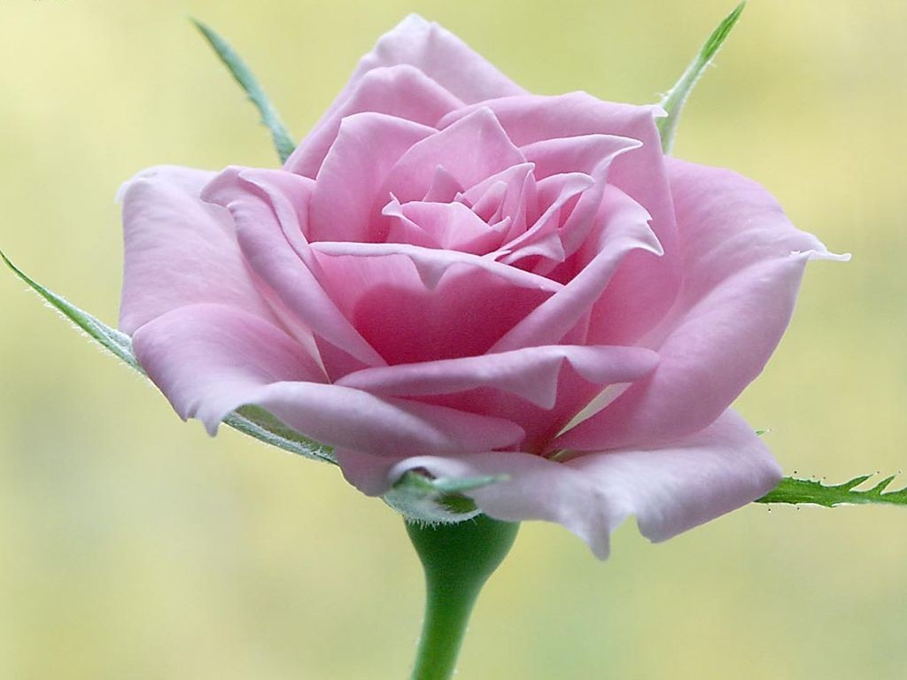 Flowers Pink Beautiful Rose Jasmine Flower Wallpaper - Beautiful Jasmine Images Hd , HD Wallpaper & Backgrounds