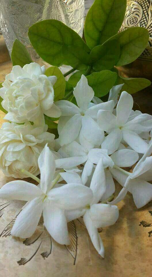 Gardenias, Jasmine Plant, Moon Garden, White Roses, - Jasmine , HD Wallpaper & Backgrounds