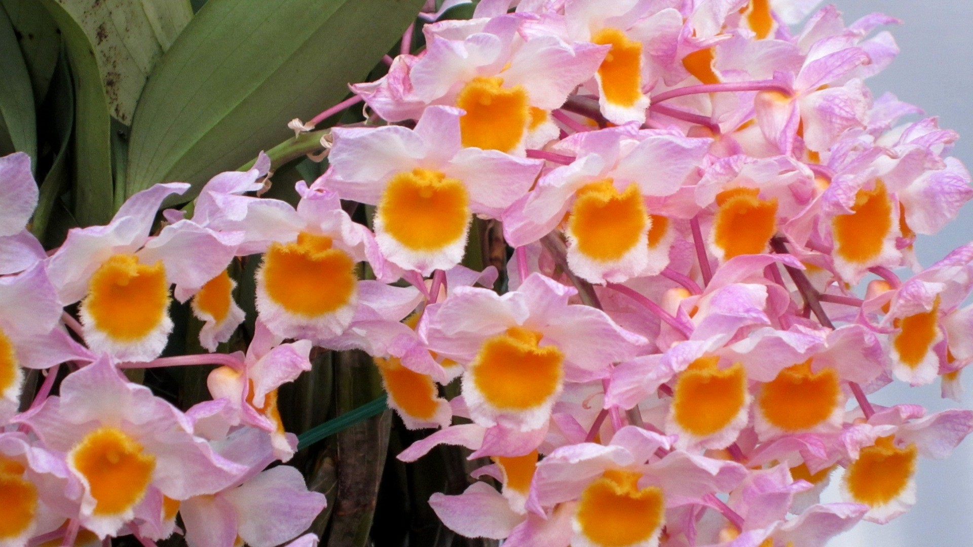 Flowers Soft Pink Lovely Yellow Delicate Orchids Pretty - Moth Orchid , HD Wallpaper & Backgrounds