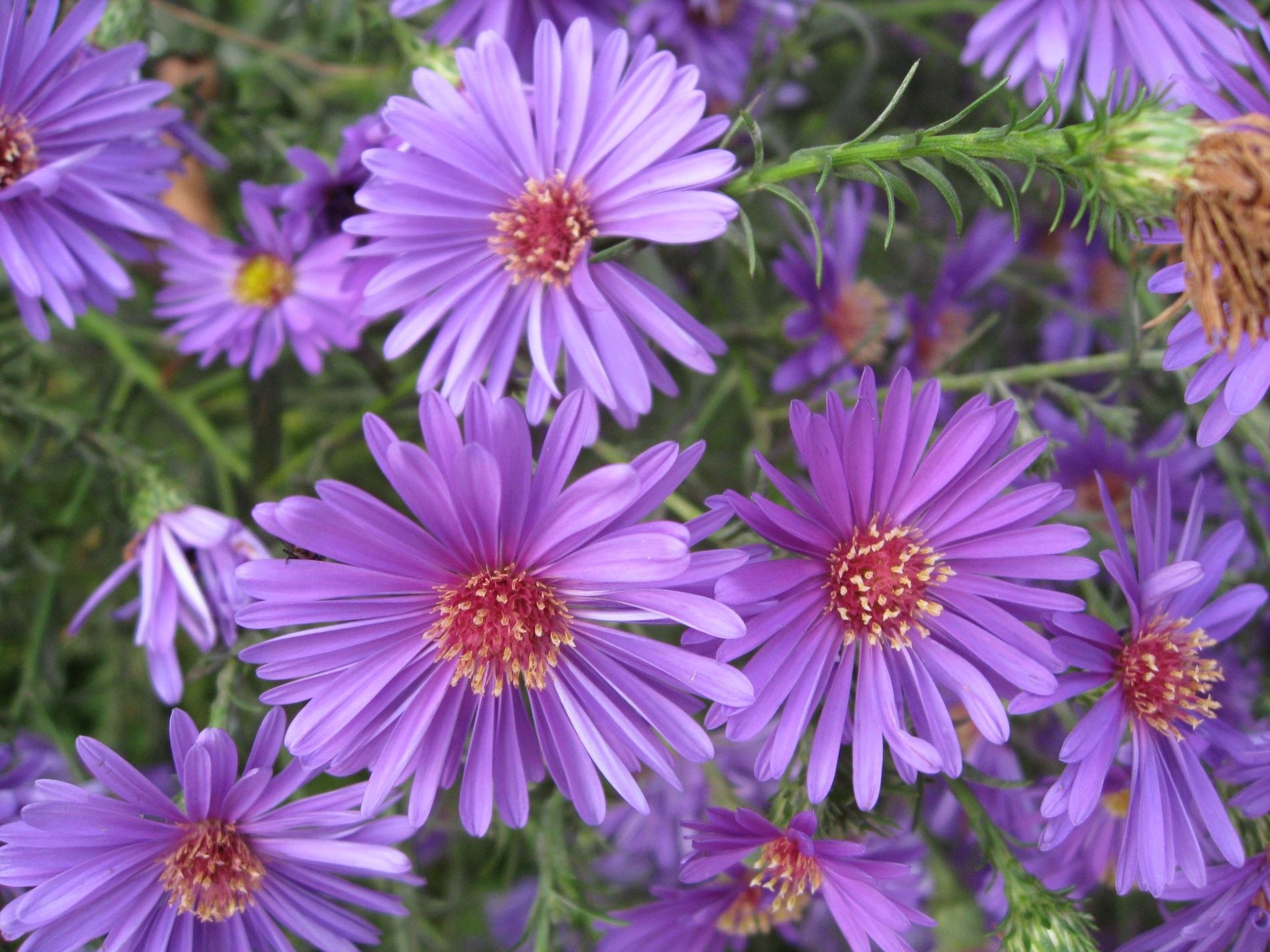 Flowers Asters Garden Purple Bed Nature Jasmine Flower - Alpine Aster , HD Wallpaper & Backgrounds